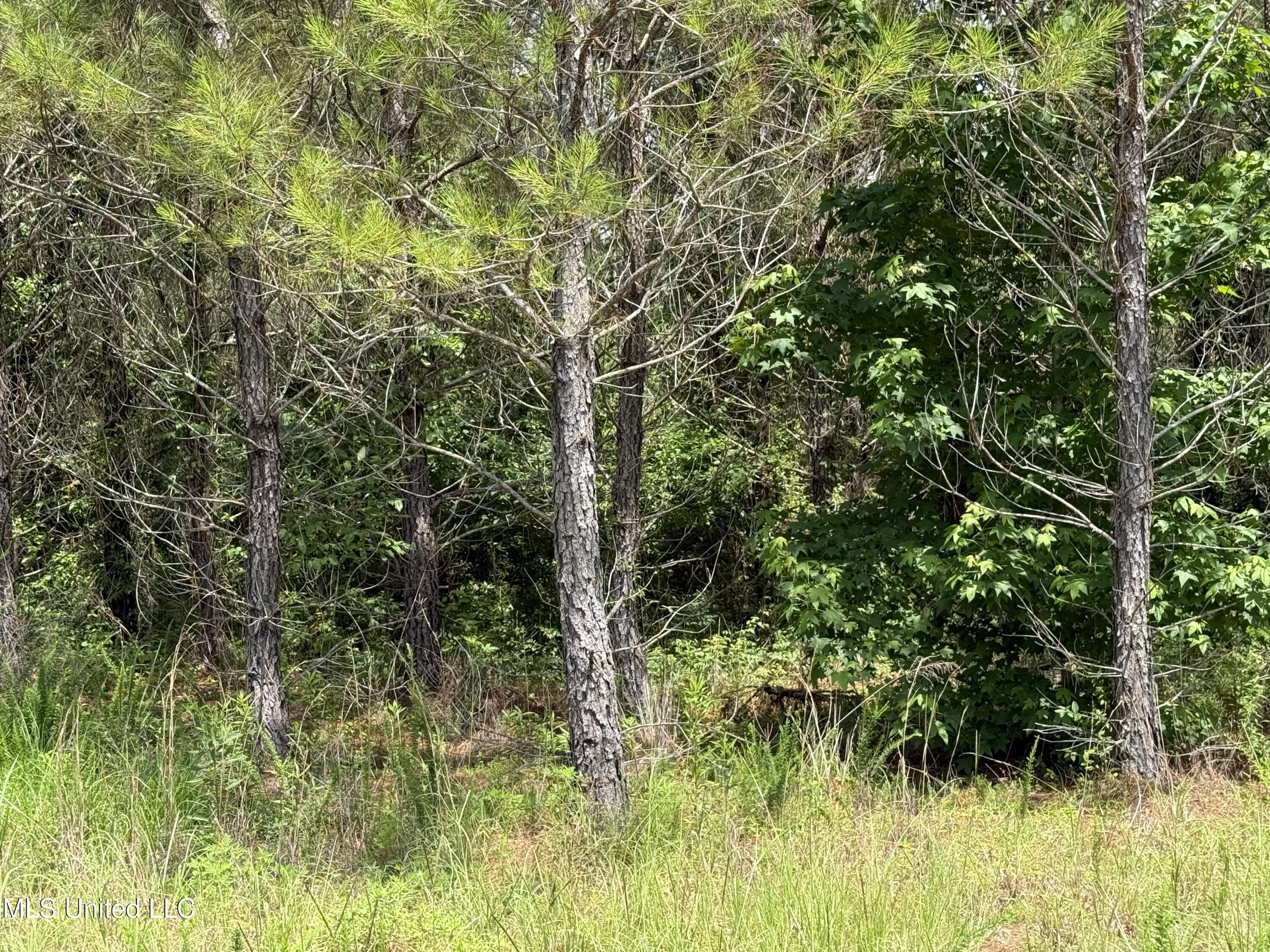 Mcneil Road Road, Little Rock, Mississippi image 10
