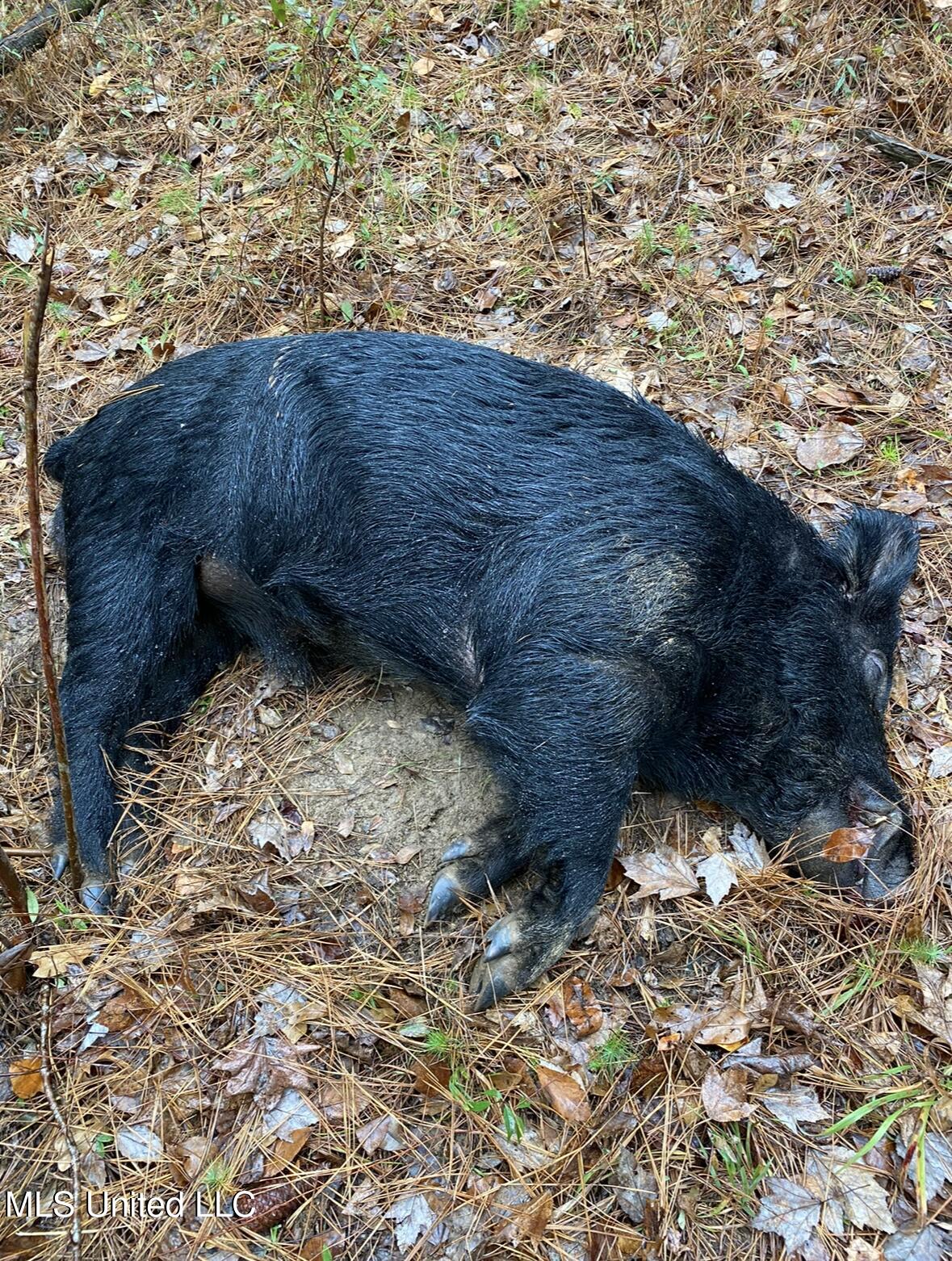 Shillings Hill Road, Roxie, Mississippi image 31