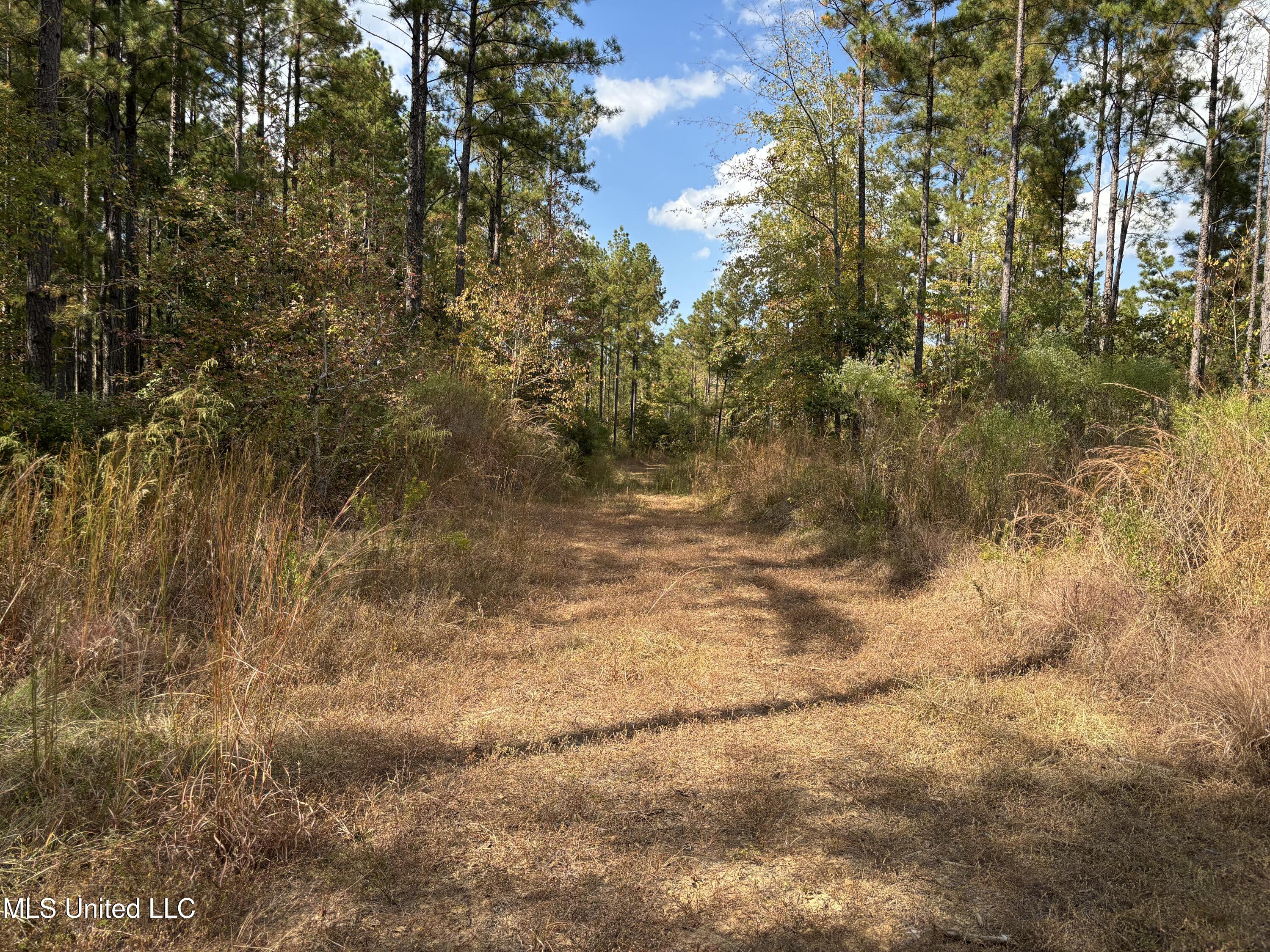 Shillings Hill Road, Roxie, Mississippi image 9