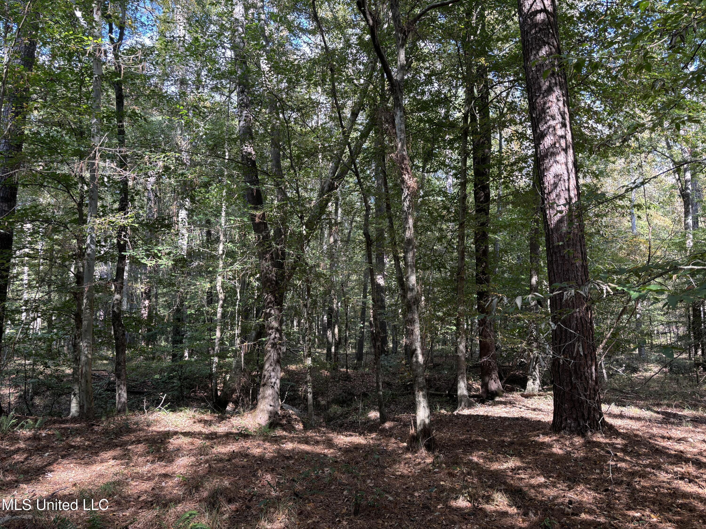 Shillings Hill Road, Roxie, Mississippi image 14