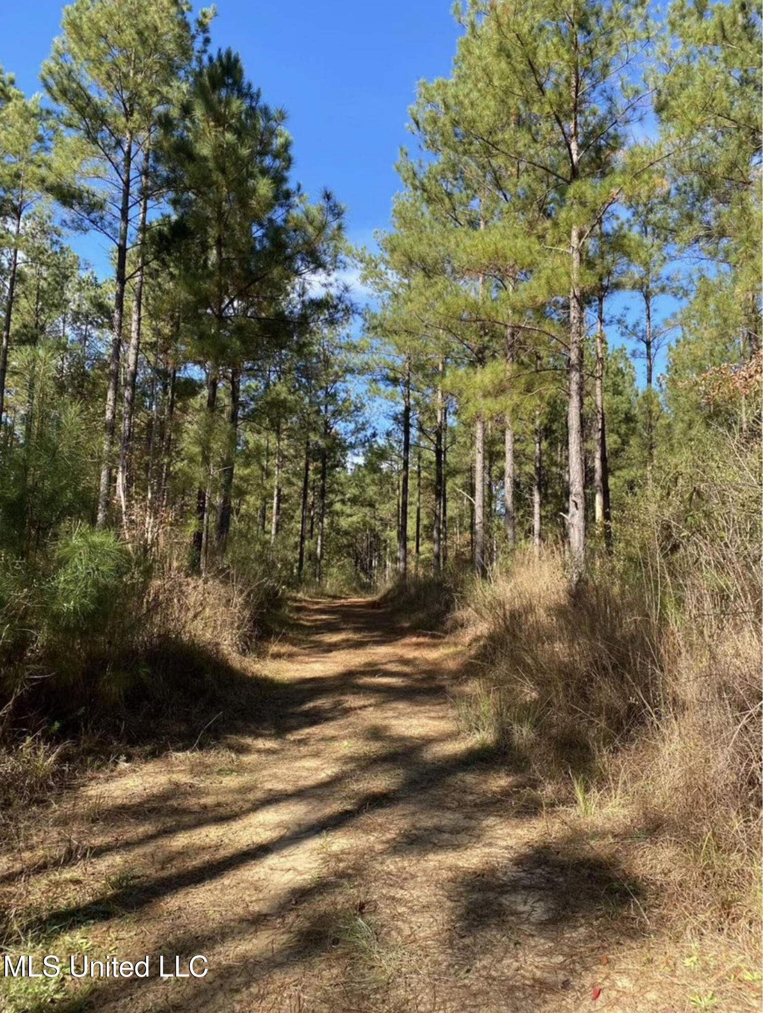 Shillings Hill Road, Roxie, Mississippi image 4