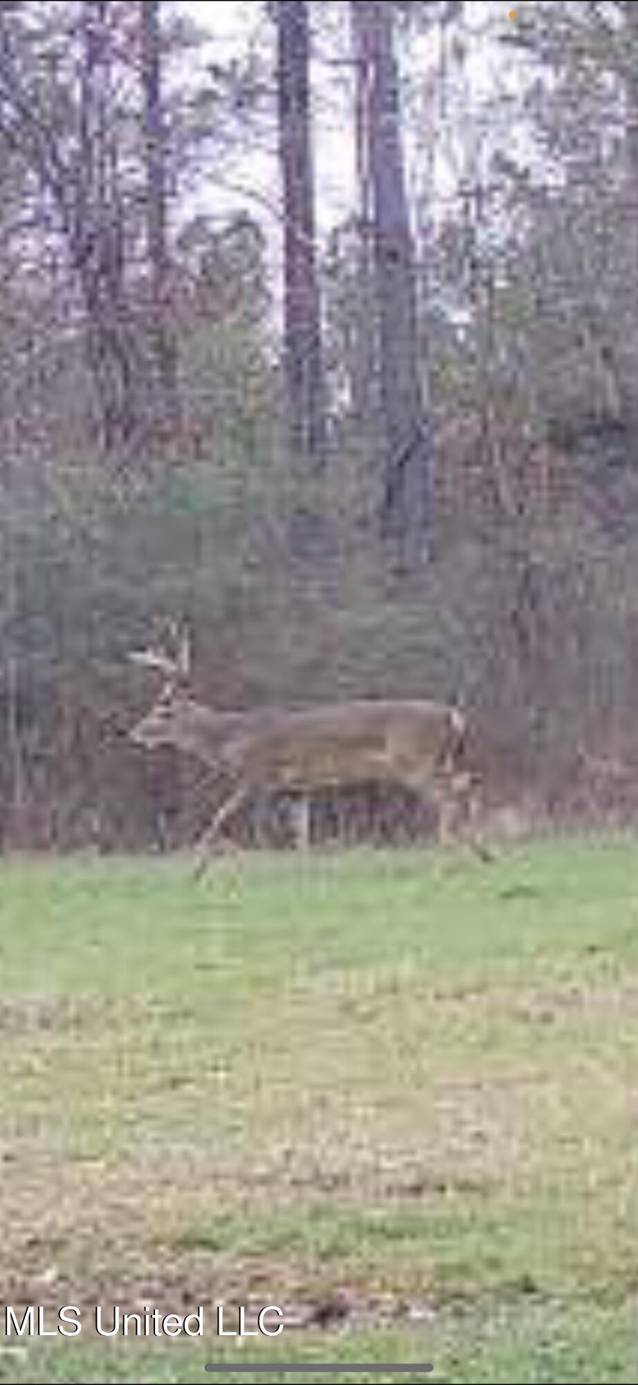 Shillings Hill Road, Roxie, Mississippi image 24