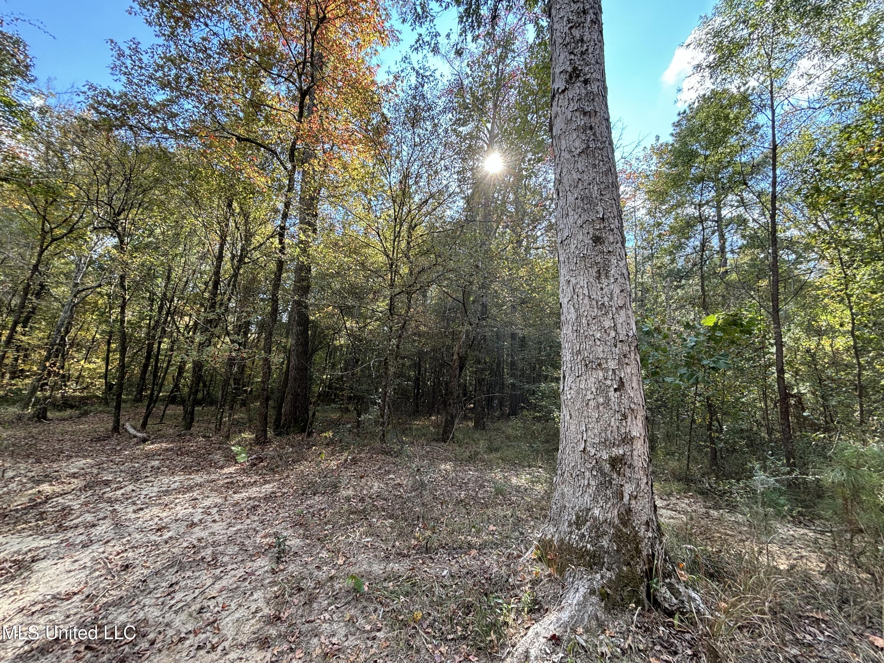 Shillings Hill Road, Roxie, Mississippi image 16