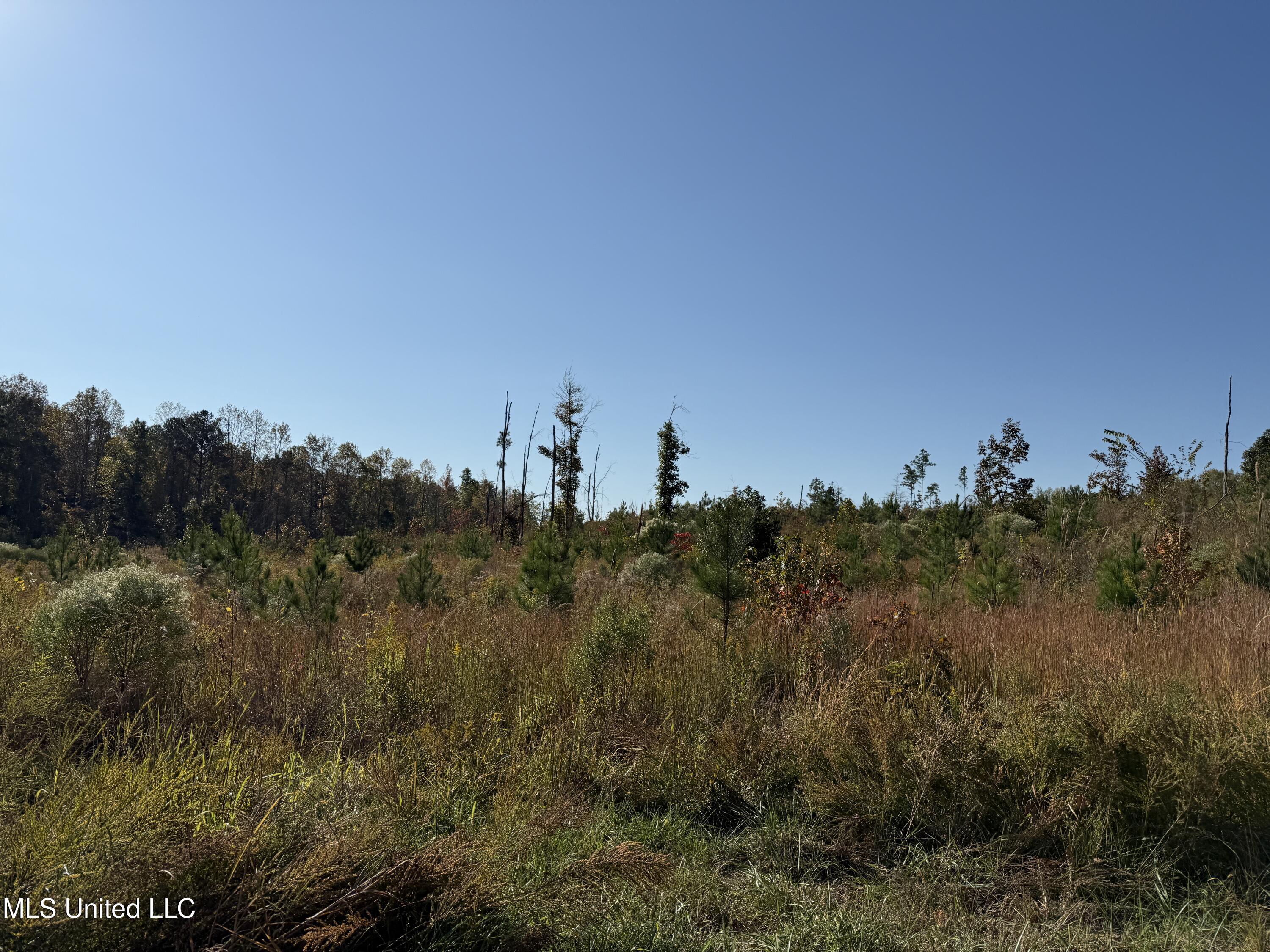 Off Highway 315, Water Valley, Mississippi image 13