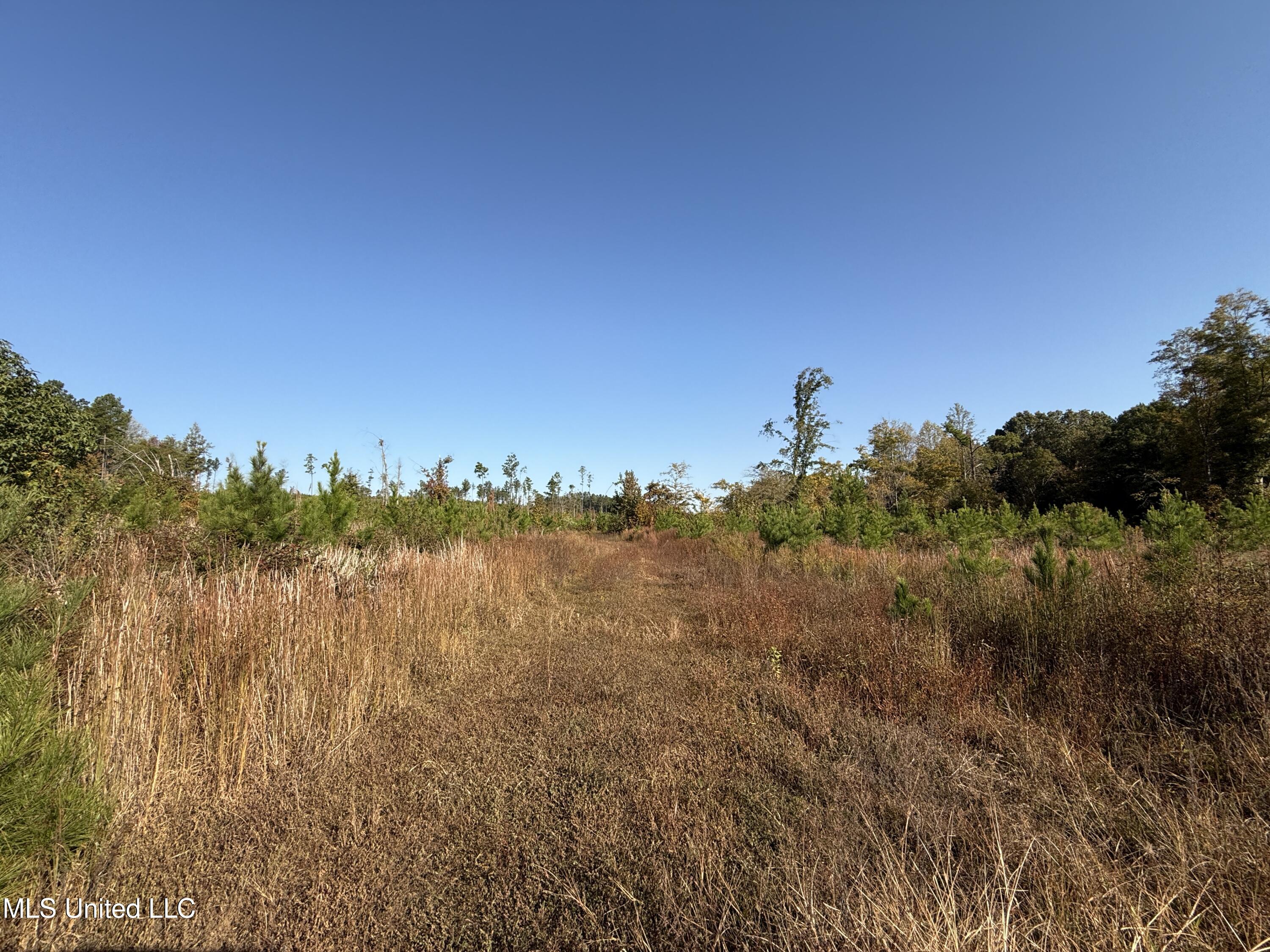 Off Highway 315, Water Valley, Mississippi image 8