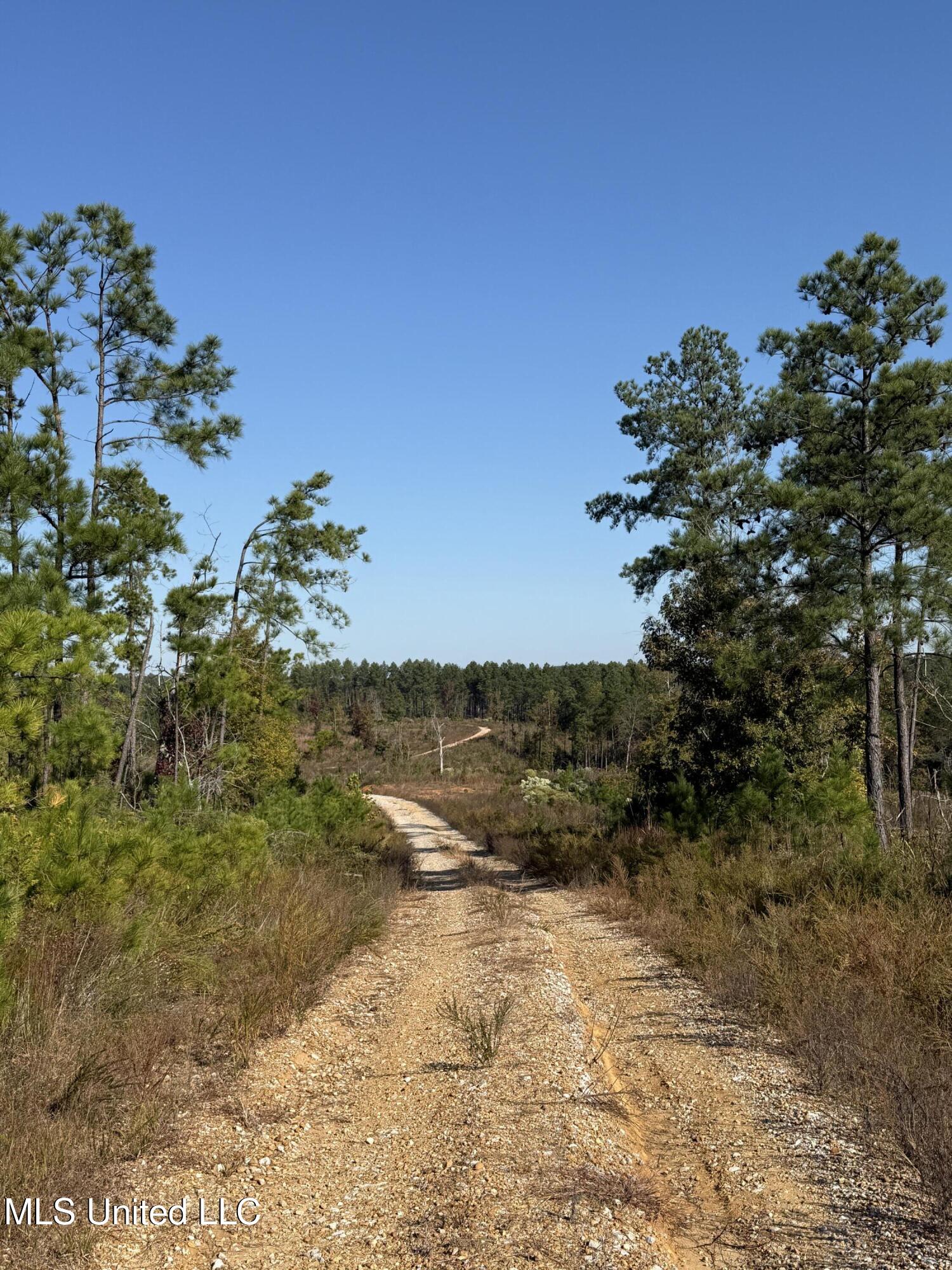 Off Highway 315, Water Valley, Mississippi image 20