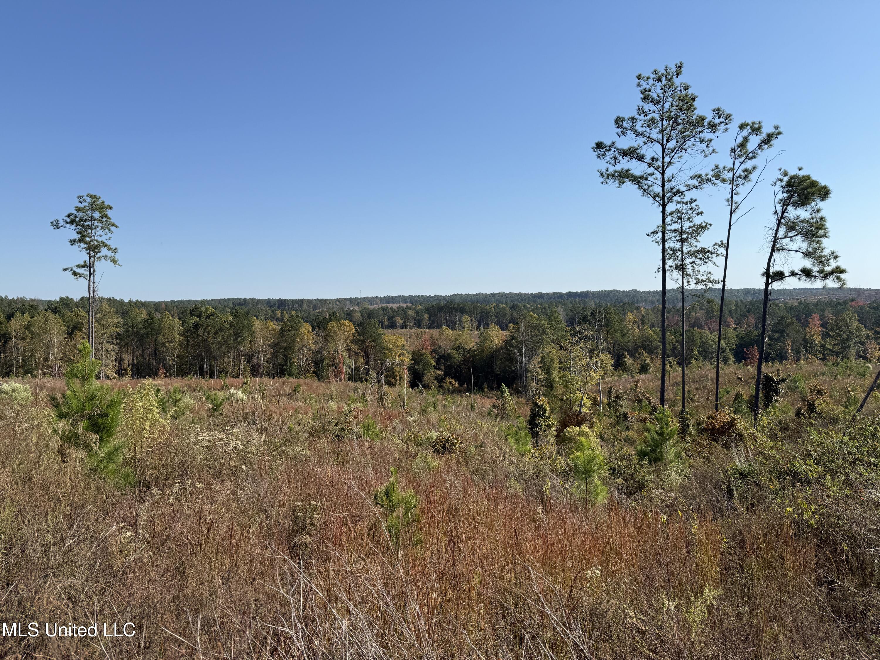 Off Highway 315, Water Valley, Mississippi image 19