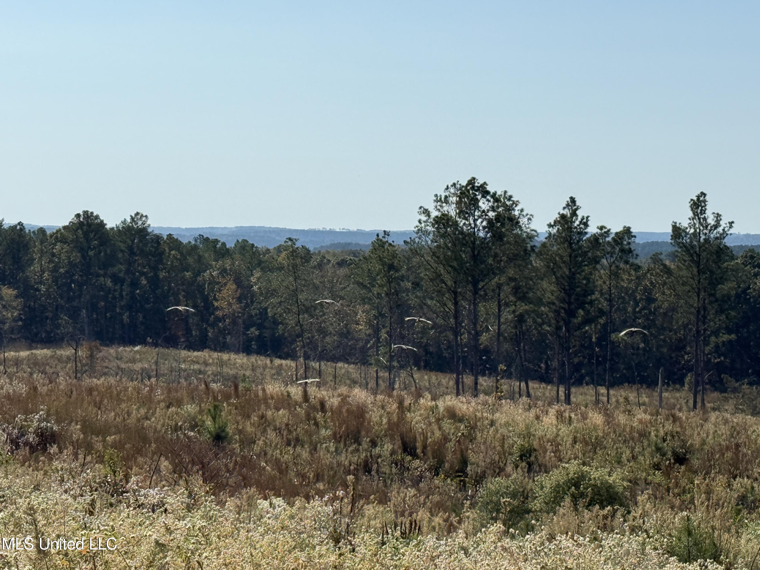 Off Highway 315, Water Valley, Mississippi image 27