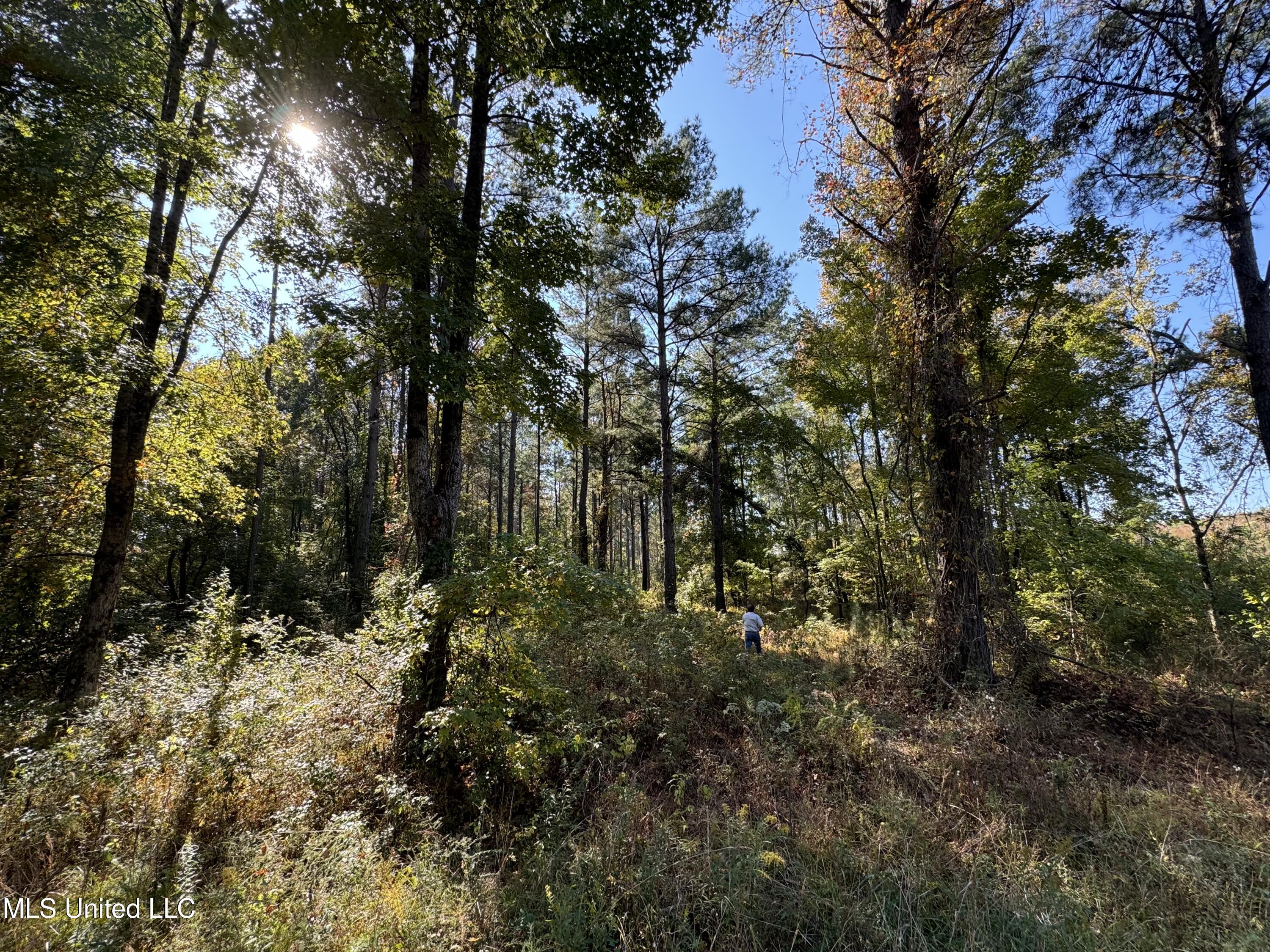 Off Highway 315, Water Valley, Mississippi image 29