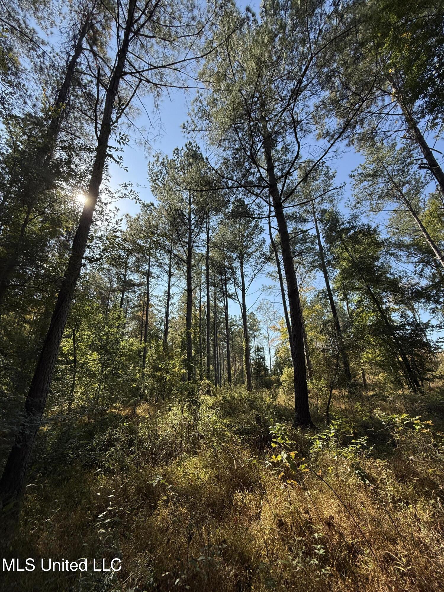 Off Highway 315, Water Valley, Mississippi image 30