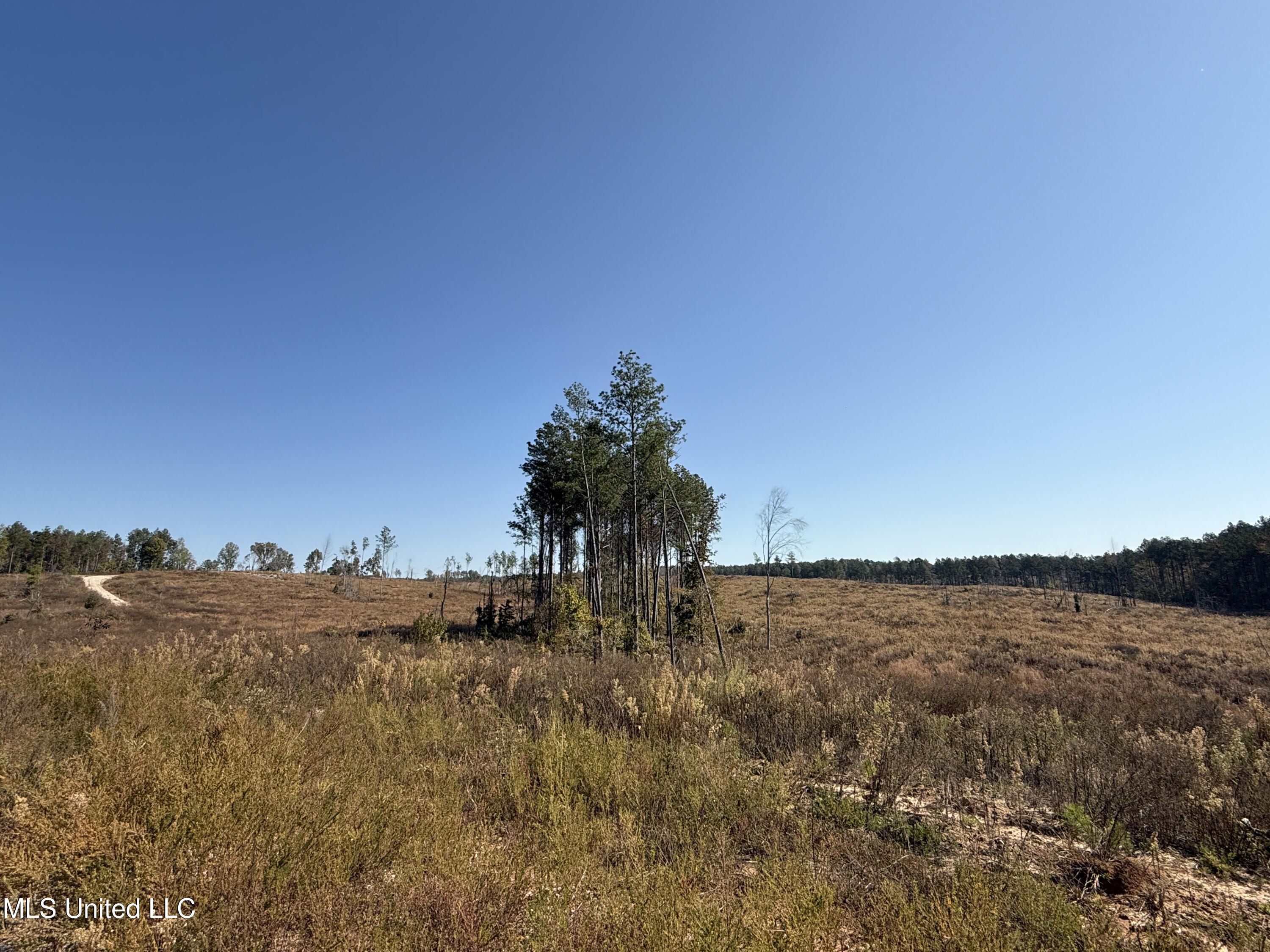 Off Highway 315, Water Valley, Mississippi image 32