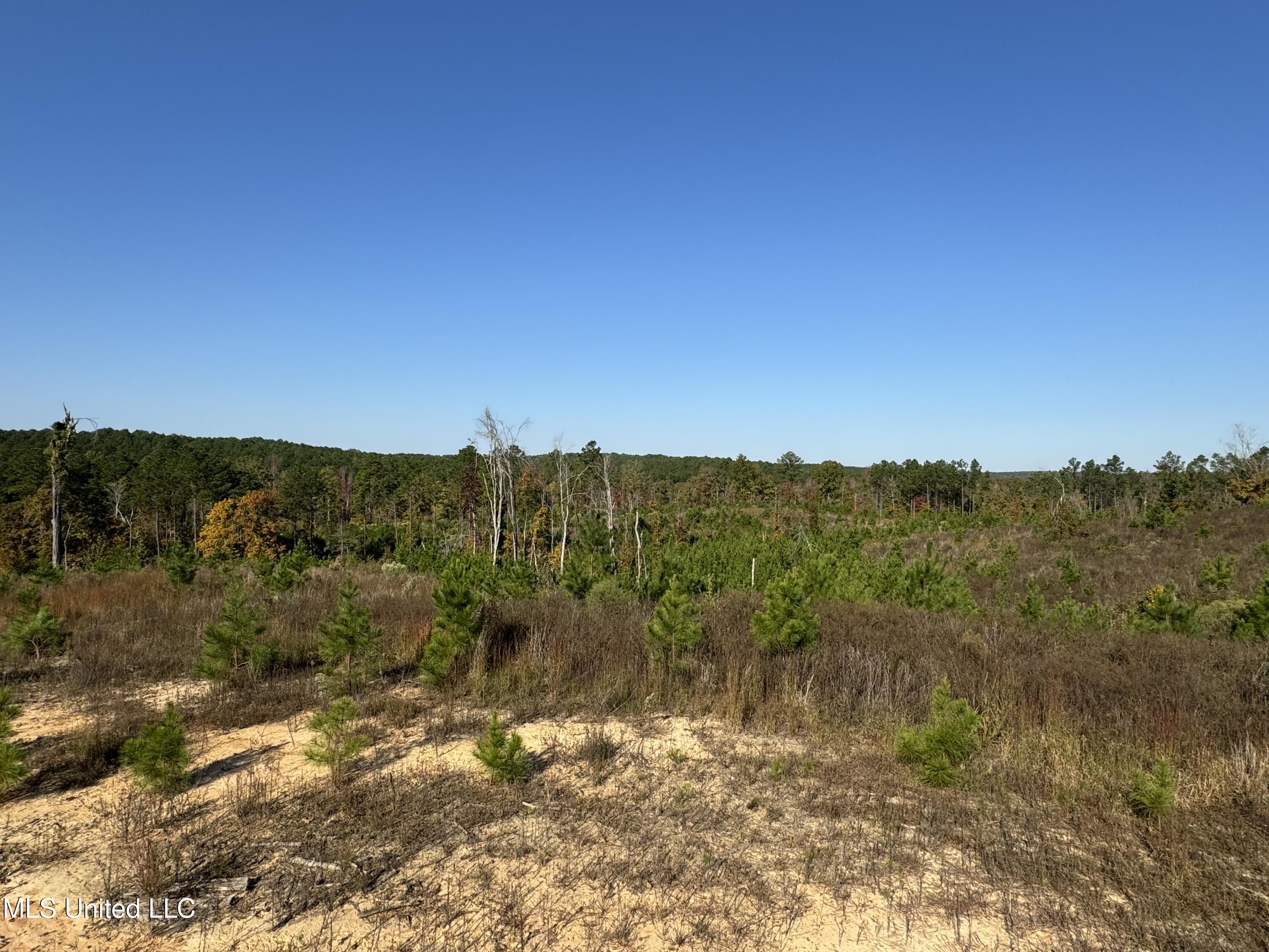 Off Highway 315, Water Valley, Mississippi image 17