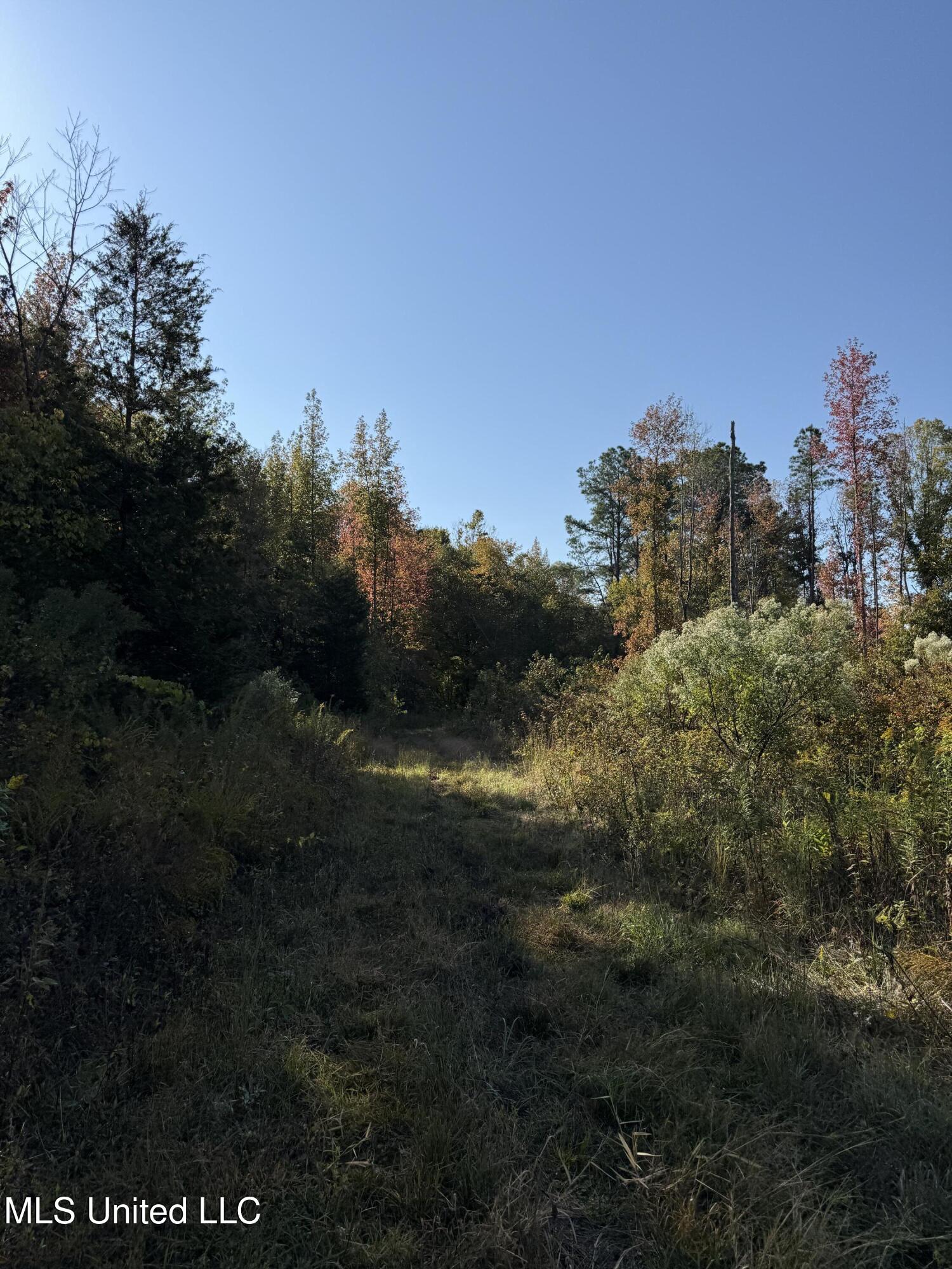 Off Highway 315, Water Valley, Mississippi image 14