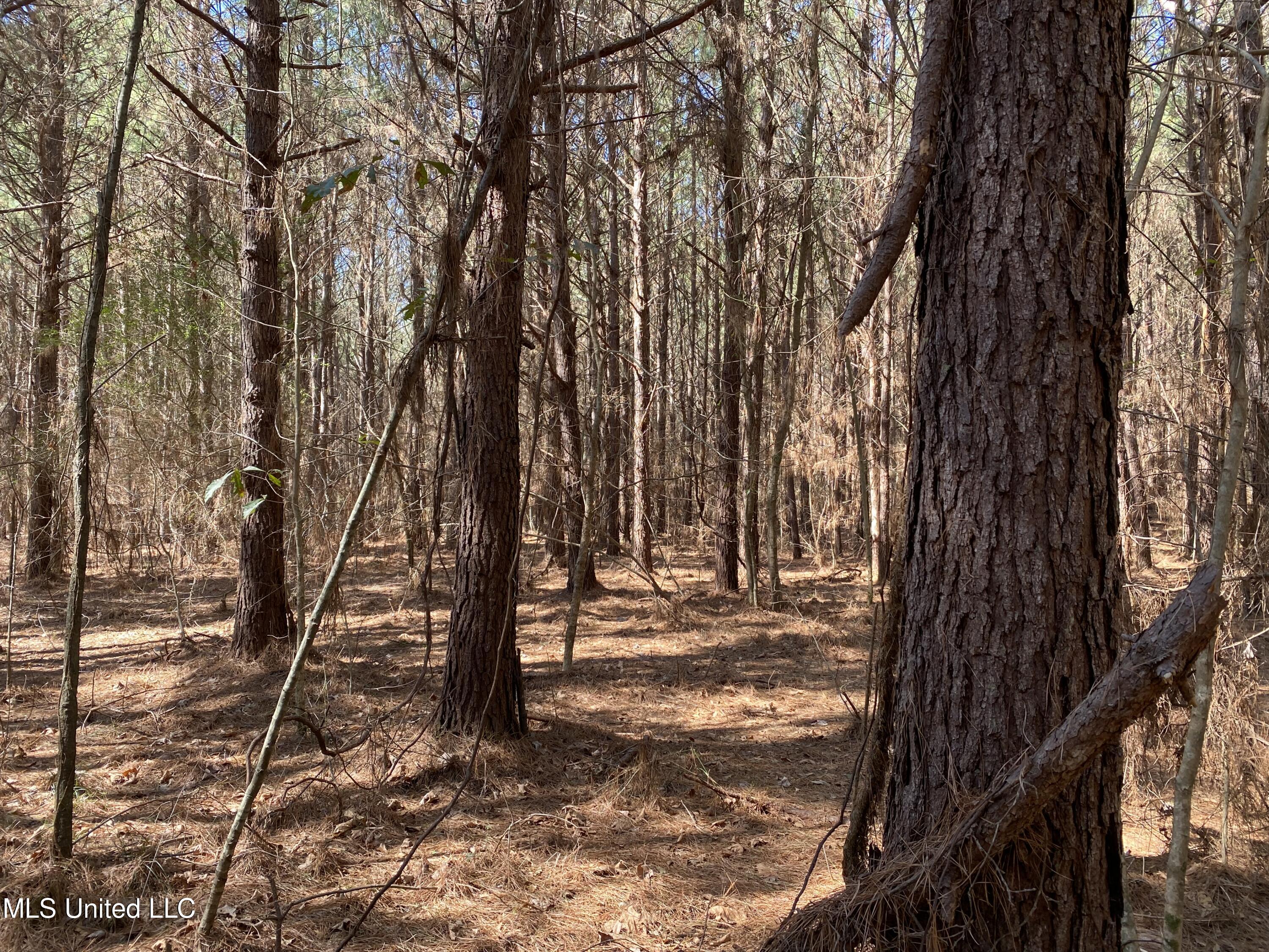 Ridge Road, Kosciusko, Mississippi image 2