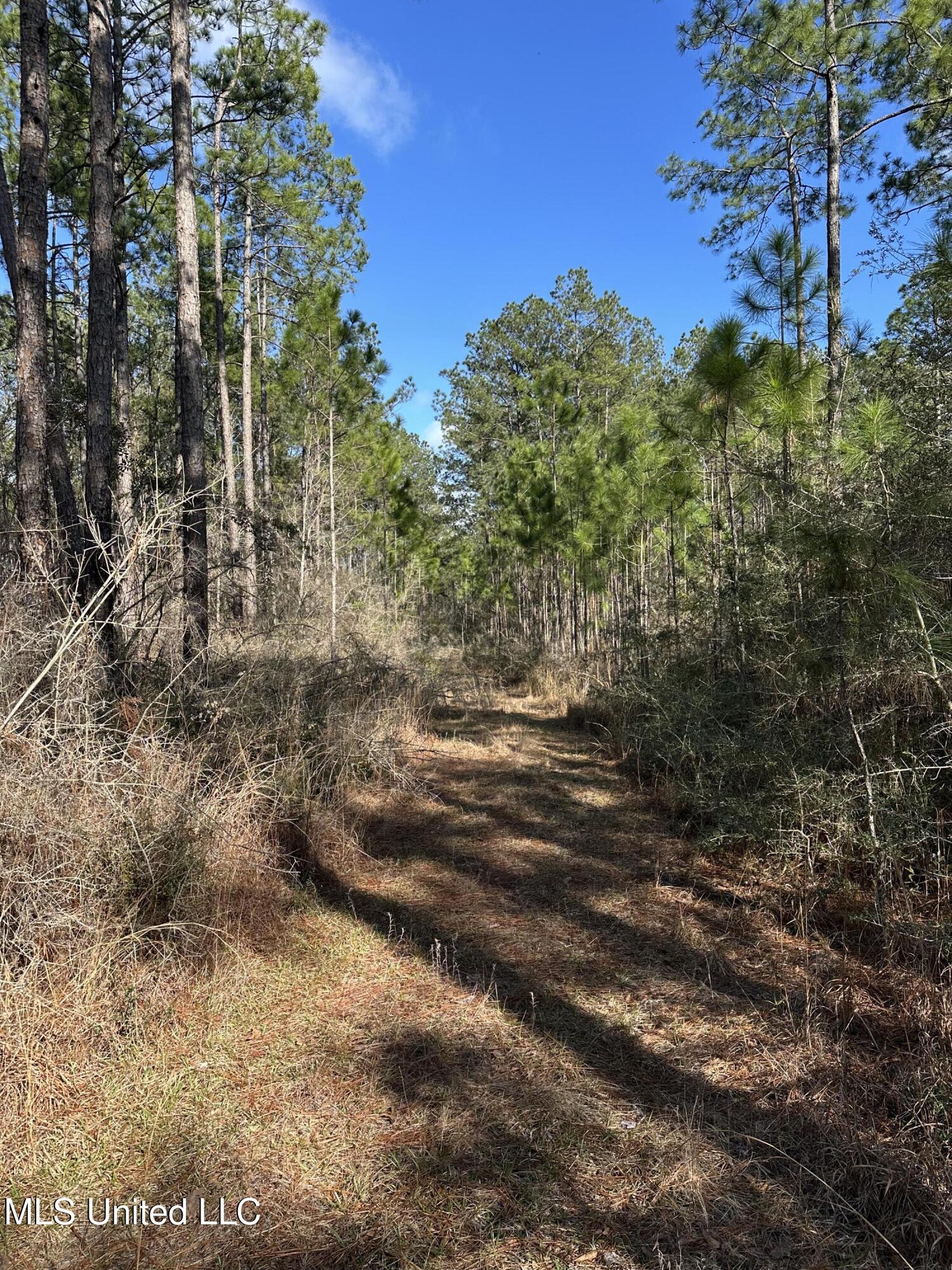 Emile Davis Road, Poplarville, Mississippi image 3