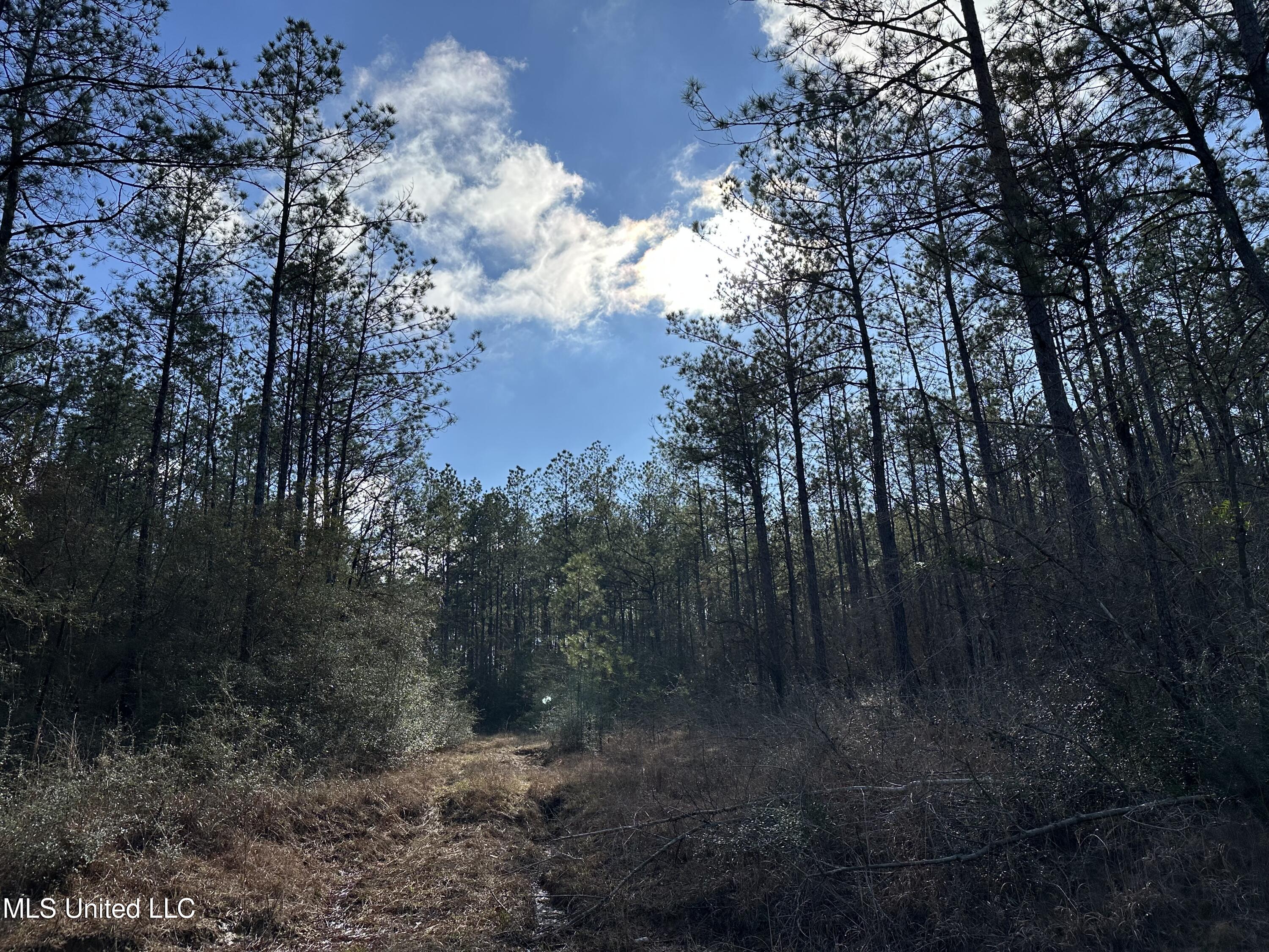 Emile Davis Road, Poplarville, Mississippi image 7
