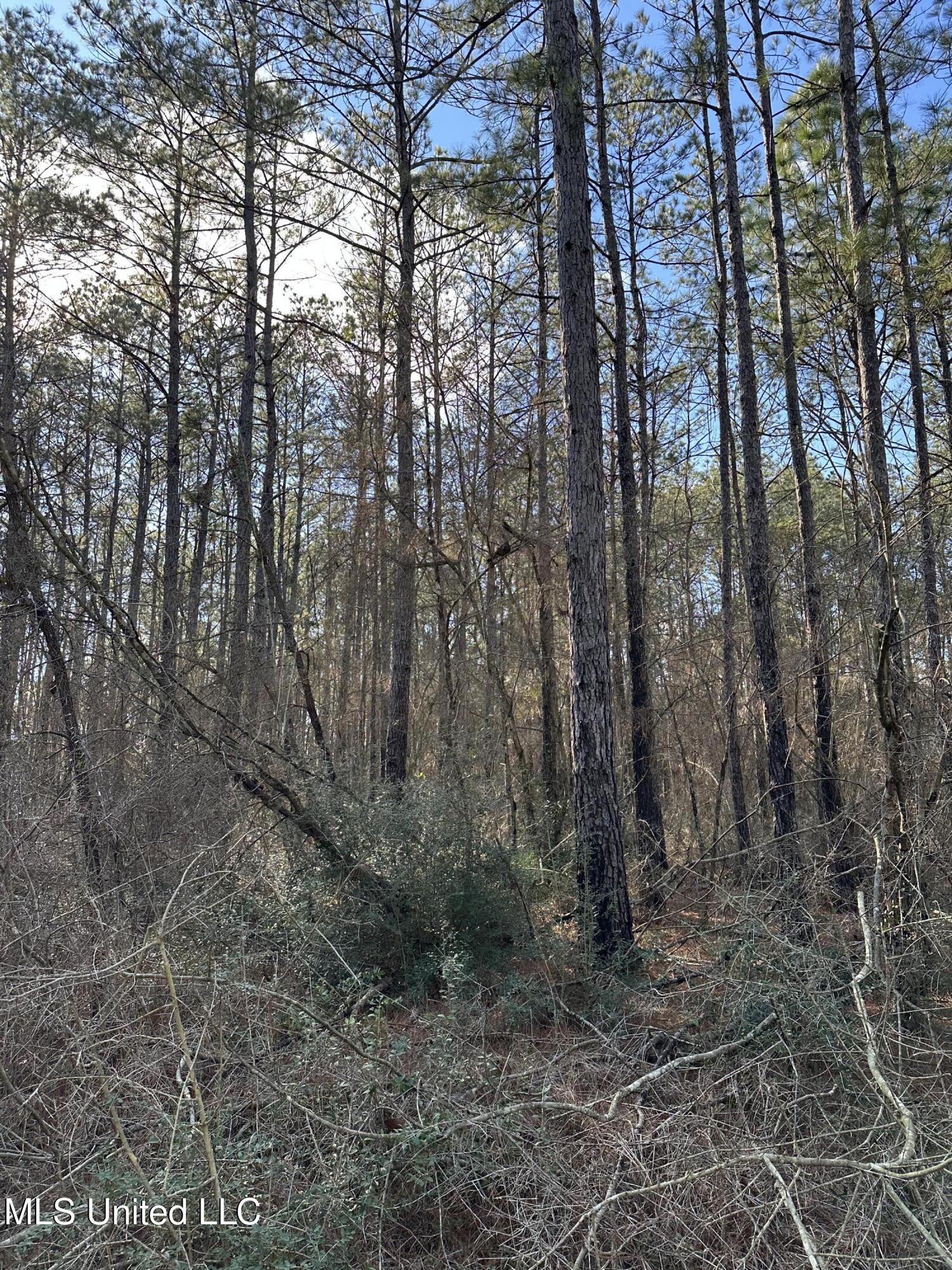 Emile Davis Road, Poplarville, Mississippi image 10