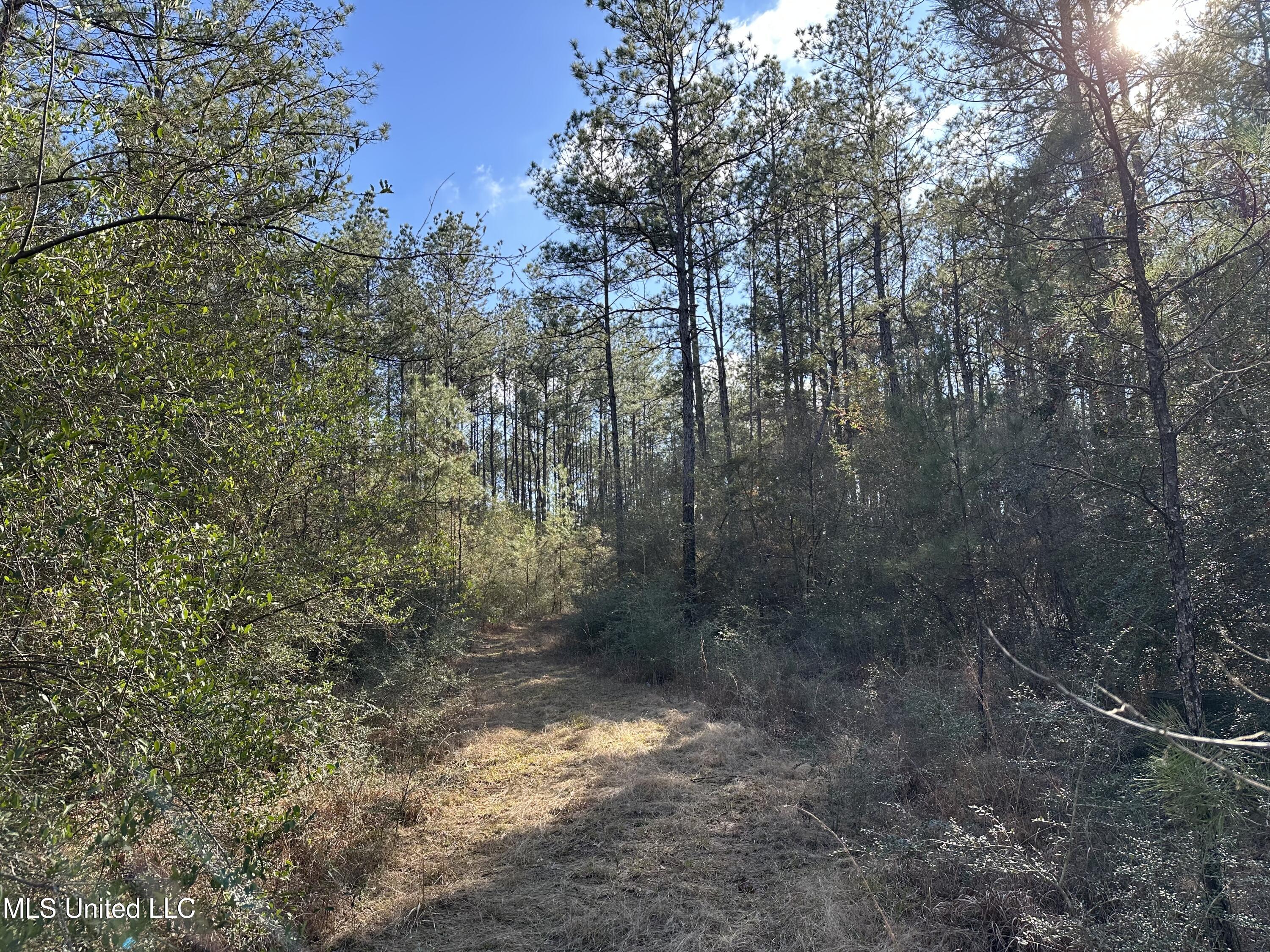 Emile Davis Road, Poplarville, Mississippi image 8