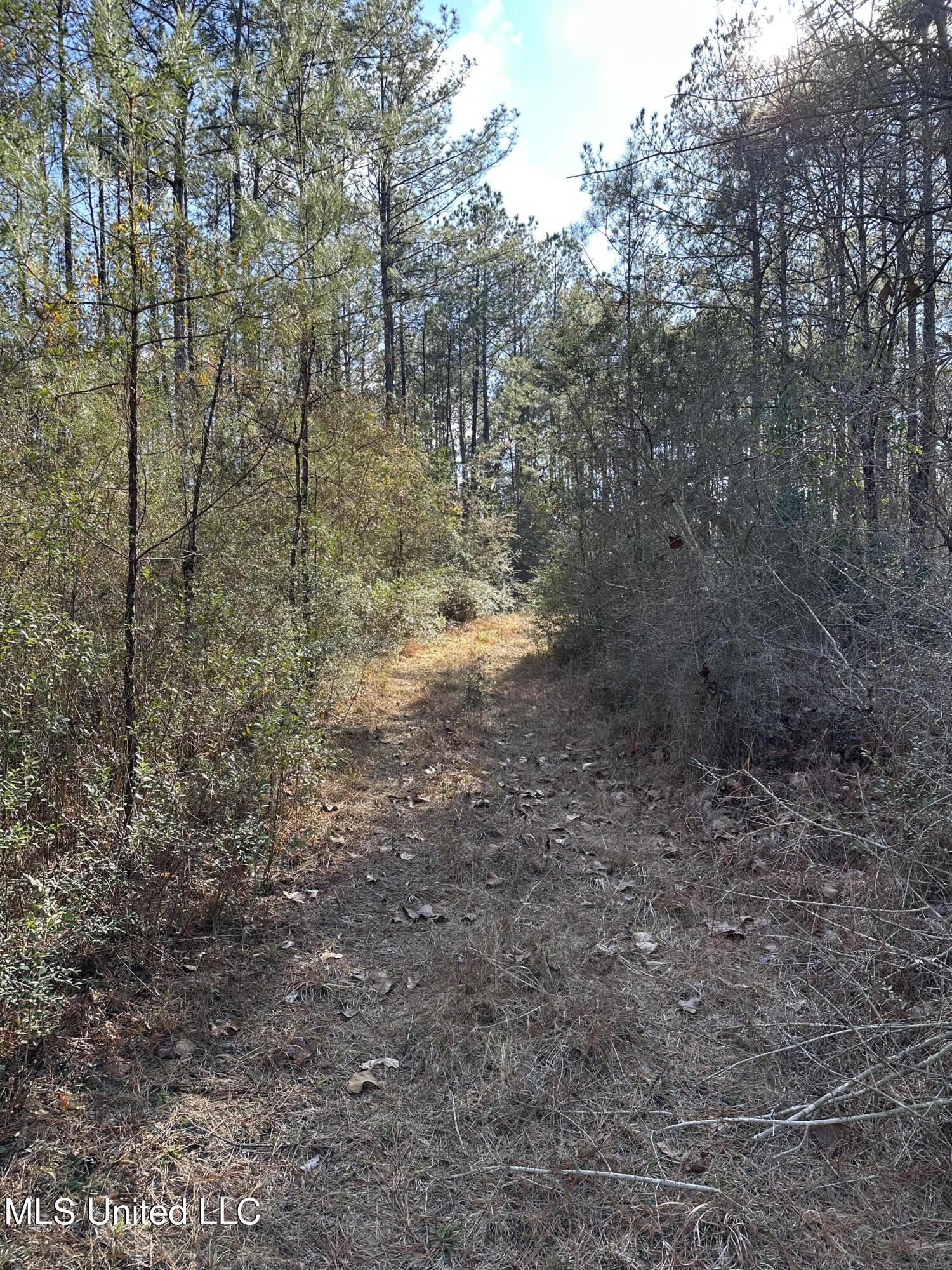 Emile Davis Road, Poplarville, Mississippi image 9