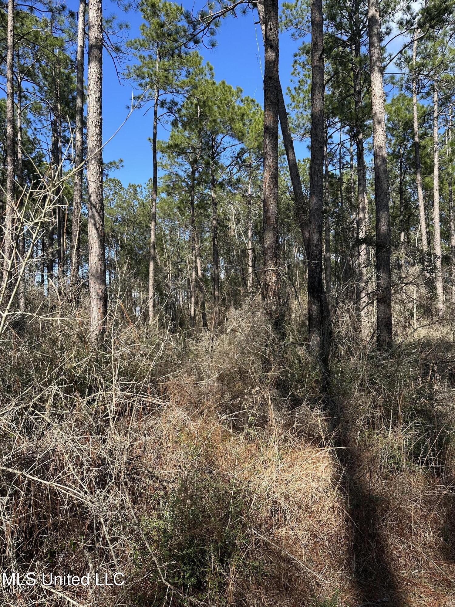 Emile Davis Road, Poplarville, Mississippi image 4