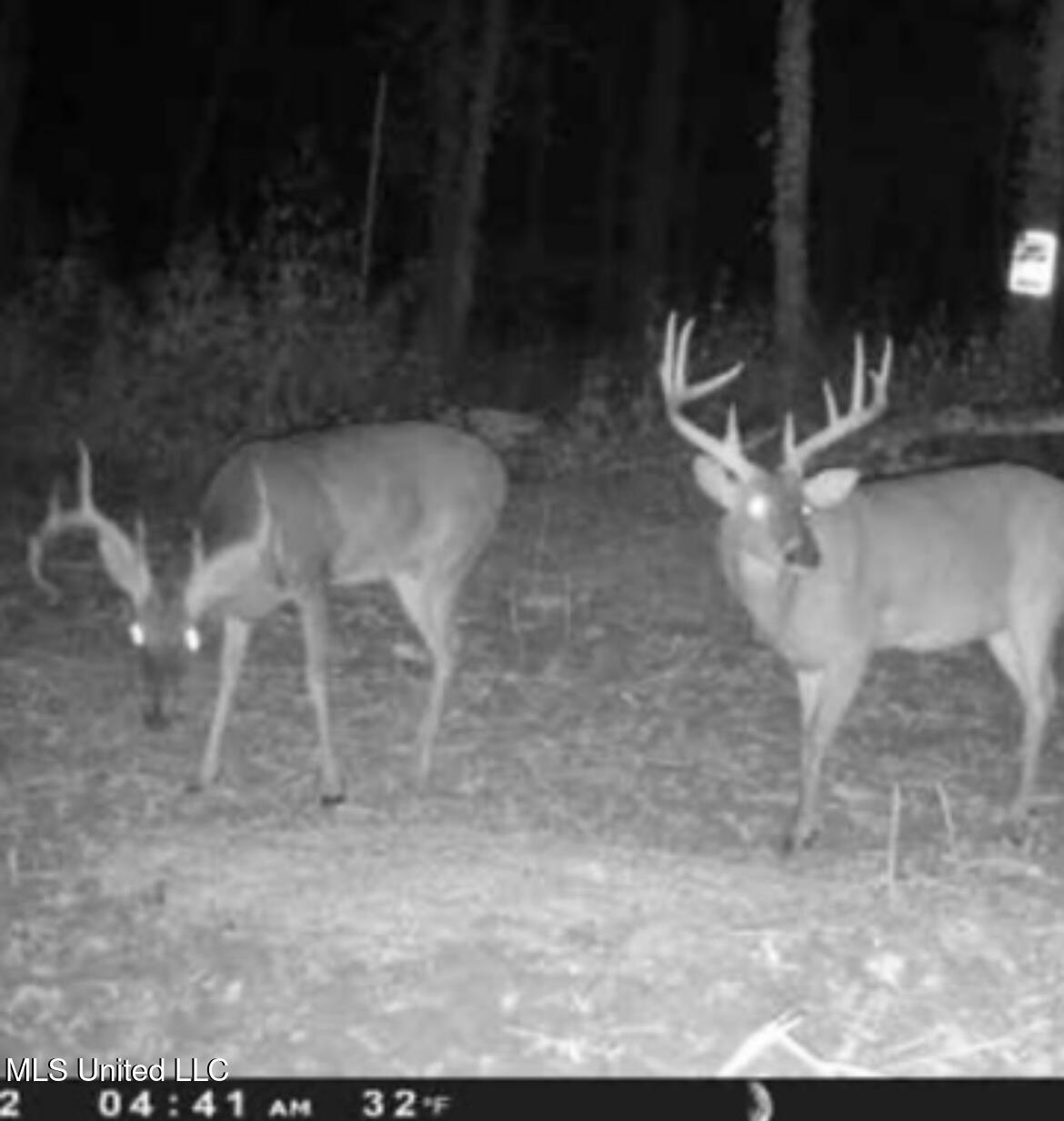 Hwy 444, Shelby, Mississippi image 8