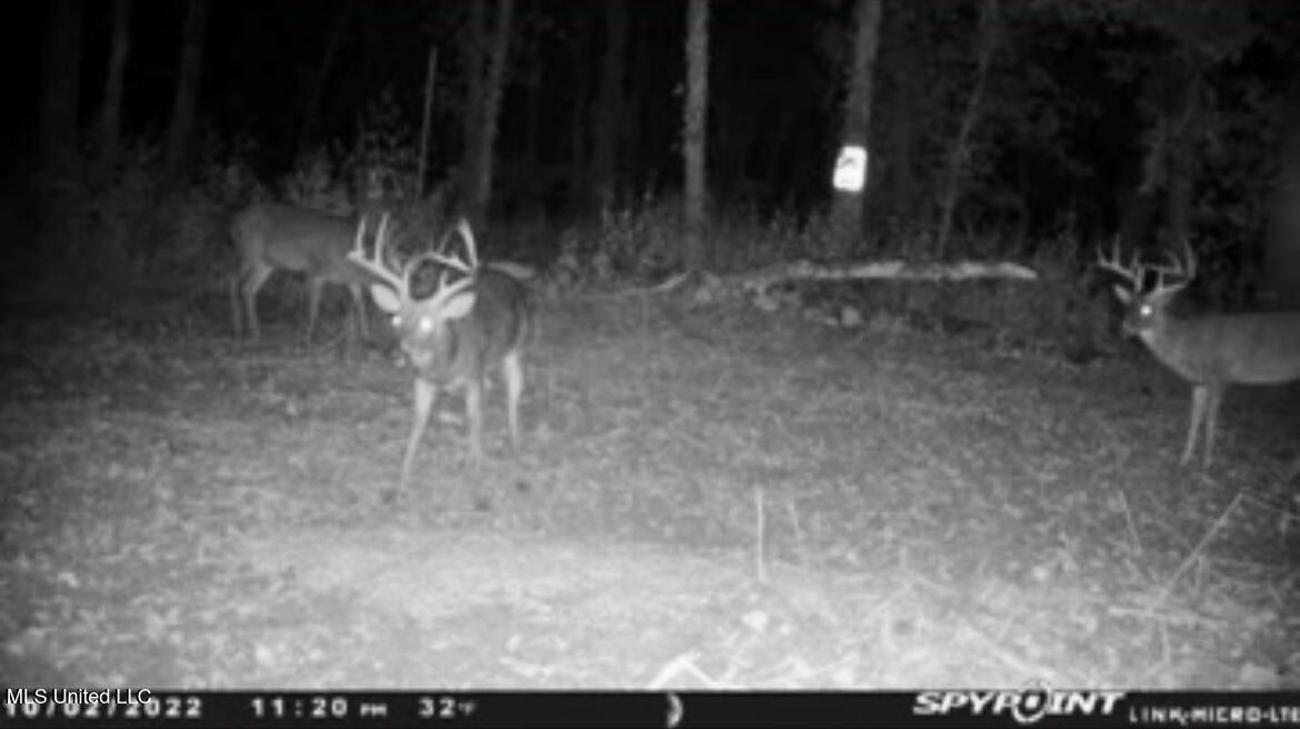 Hwy 444, Shelby, Mississippi image 7