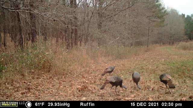 W Ruffin Road, Enid, Mississippi image 4