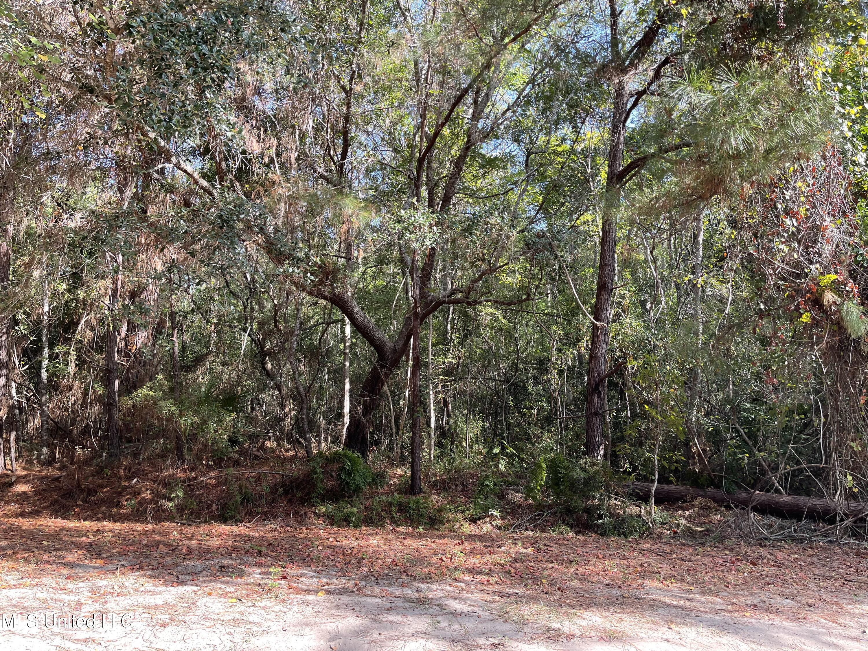 Sycamore Street, Ocean Springs, Mississippi image 1