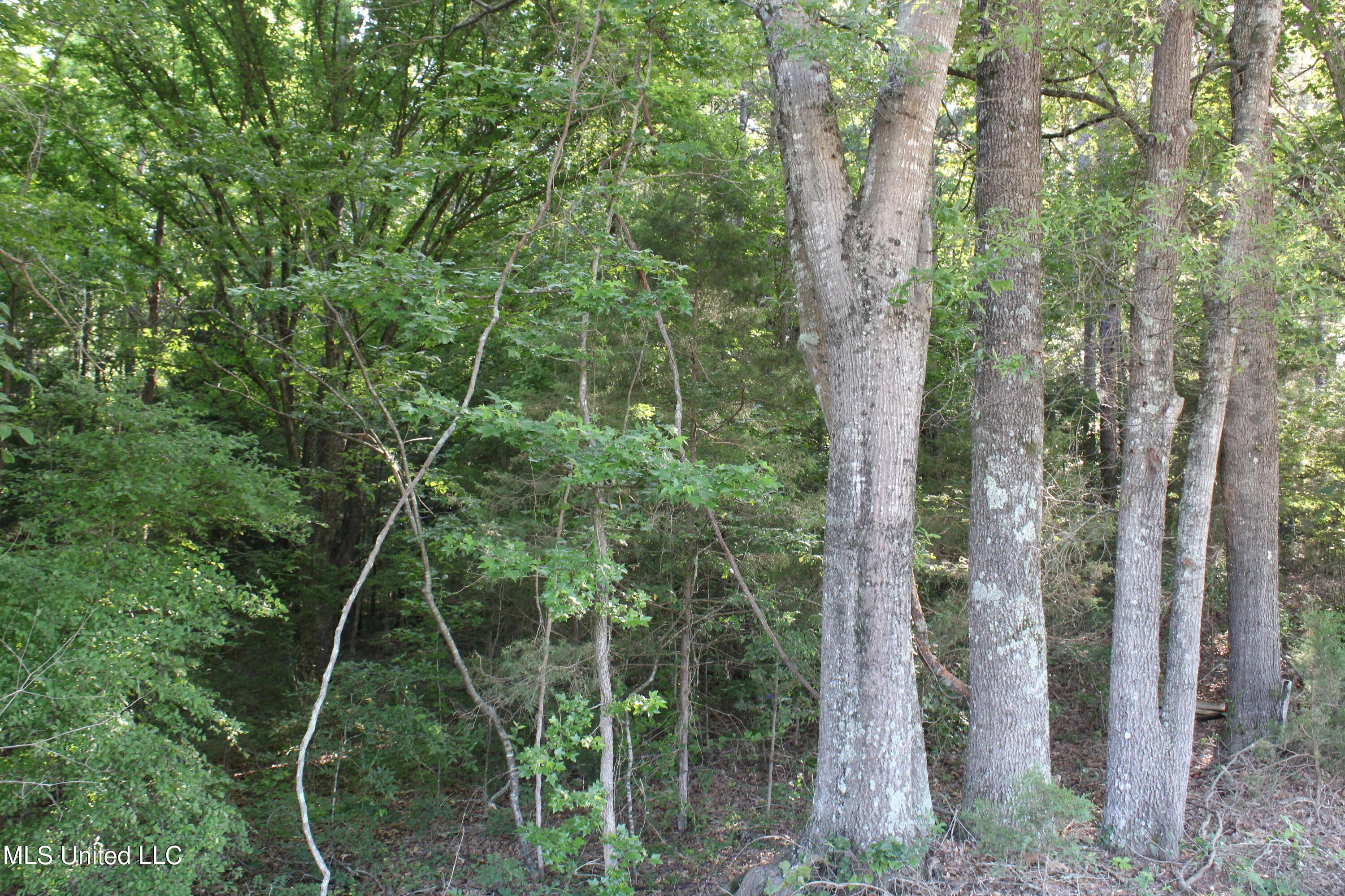 299 Betts Road, Potts Camp, Mississippi image 7