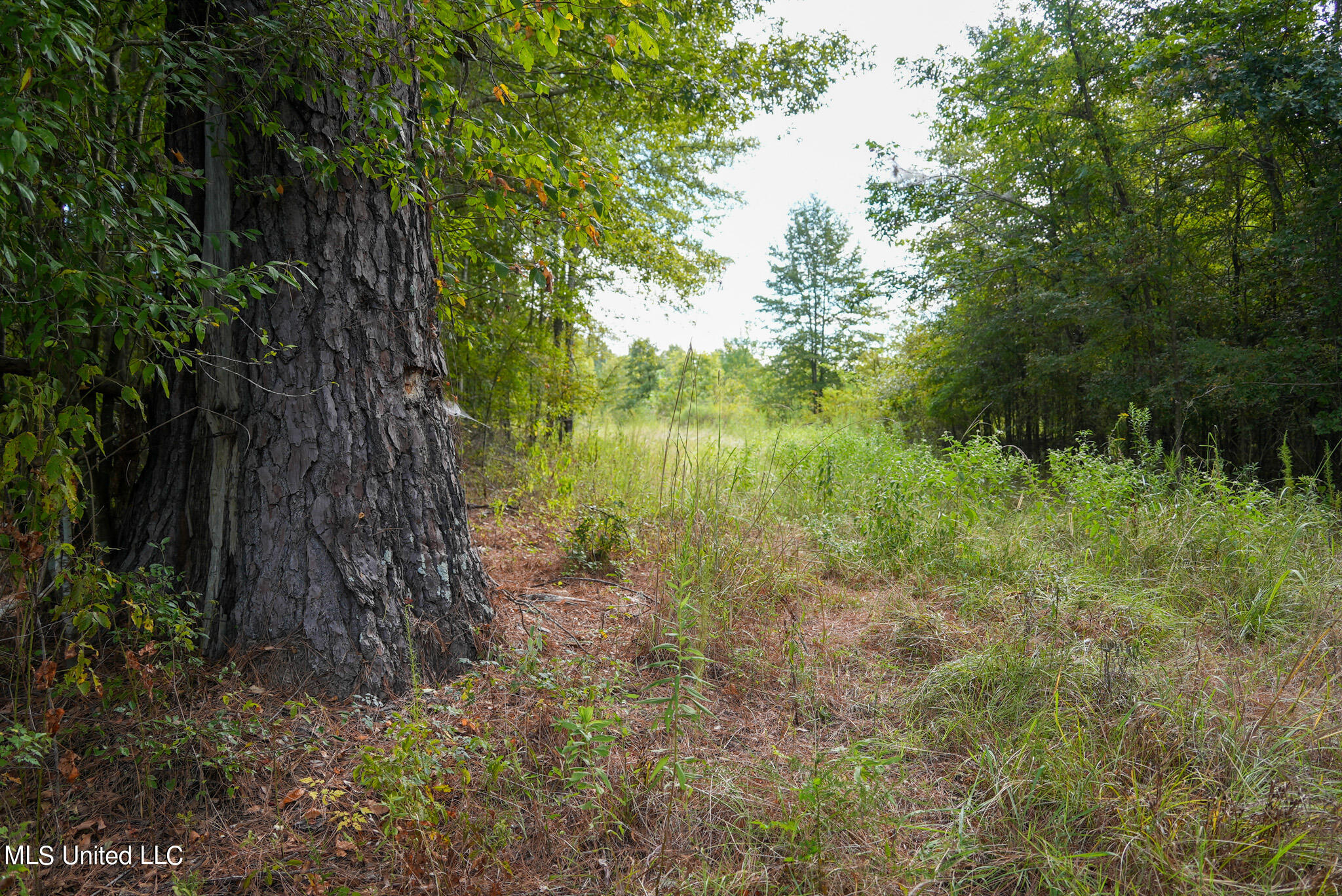 1066 Old Yazoo City Road, Canton, Mississippi image 14