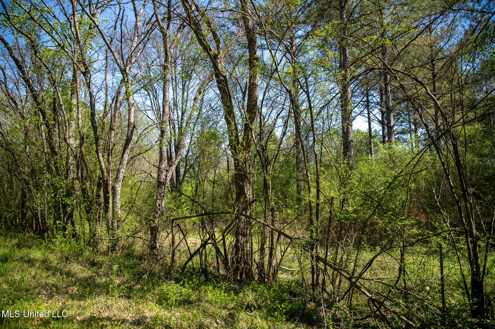 Townsend, Forest, Mississippi image 20