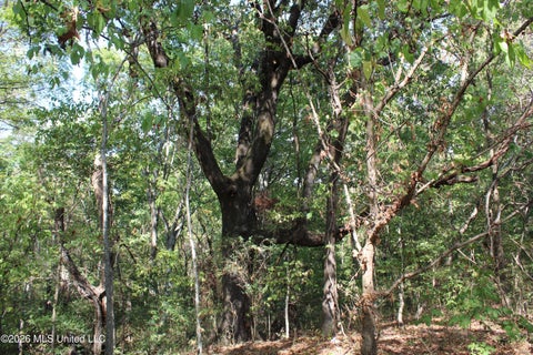 Vacant Land For Sale - 8 Star Landing Road<br/> Nesbit, MS 38651