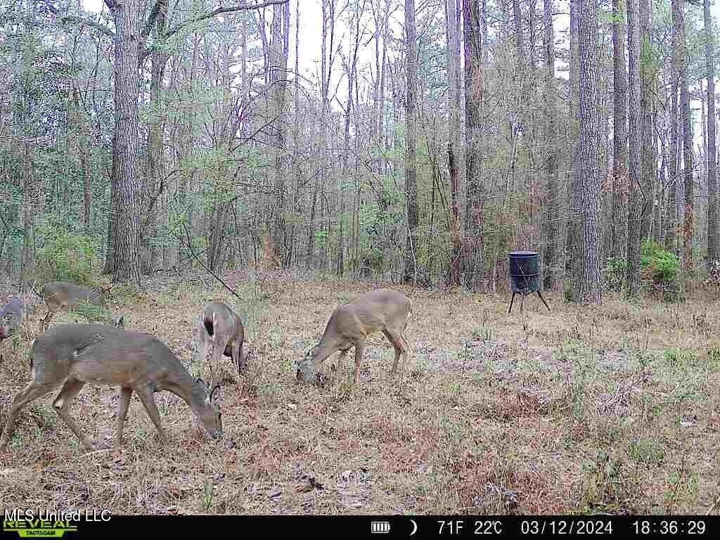 1 Cole Road, Crosby, Mississippi image 29