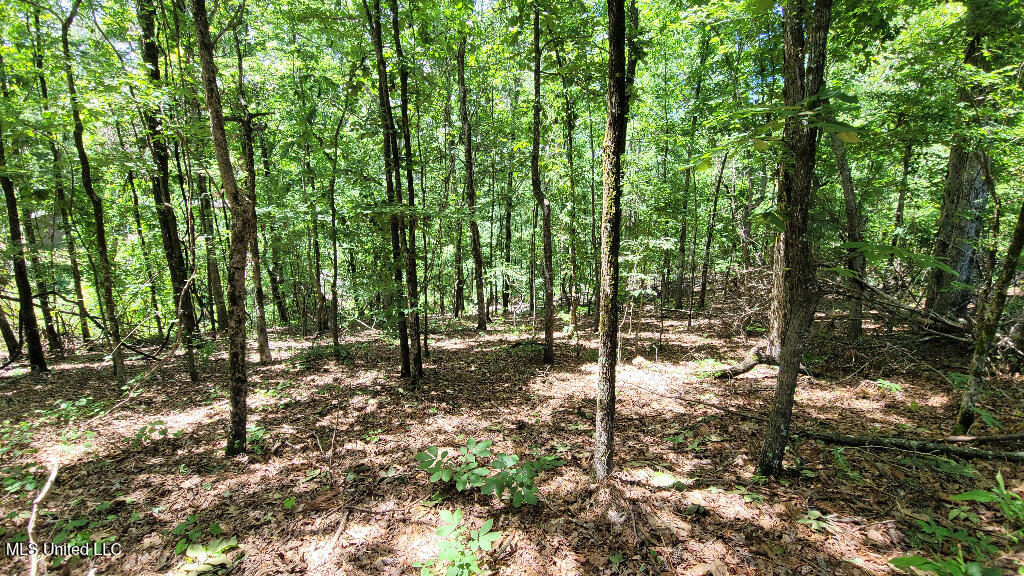 Rowsey Road, Water Valley, Mississippi image 4