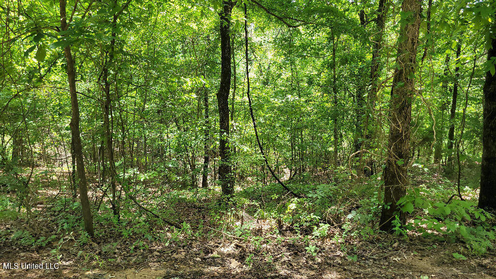 Rowsey Road, Water Valley, Mississippi image 12