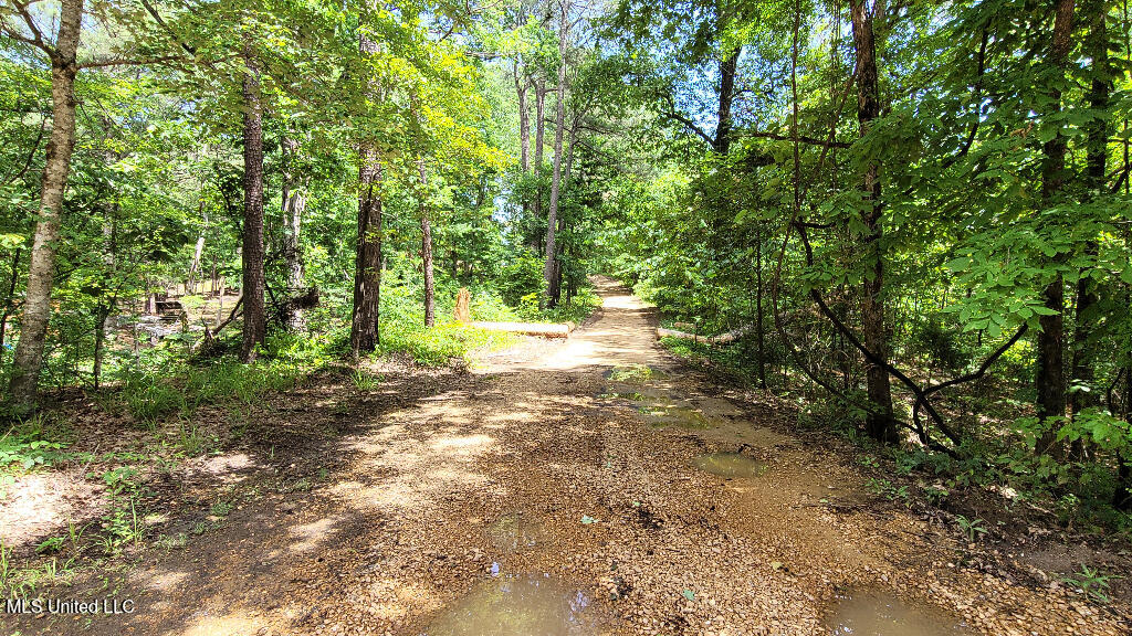 Rowsey Road, Water Valley, Mississippi image 11