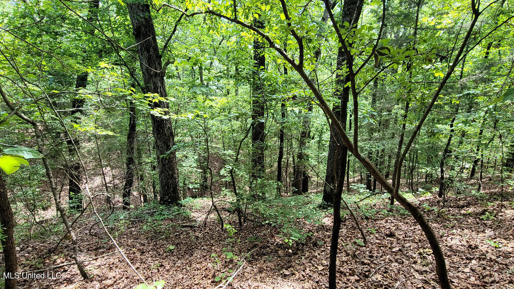 Rowsey Road, Water Valley, Mississippi image 10