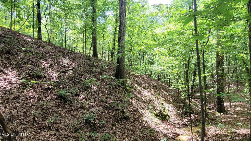 Rowsey Road, Water Valley, Mississippi image 13