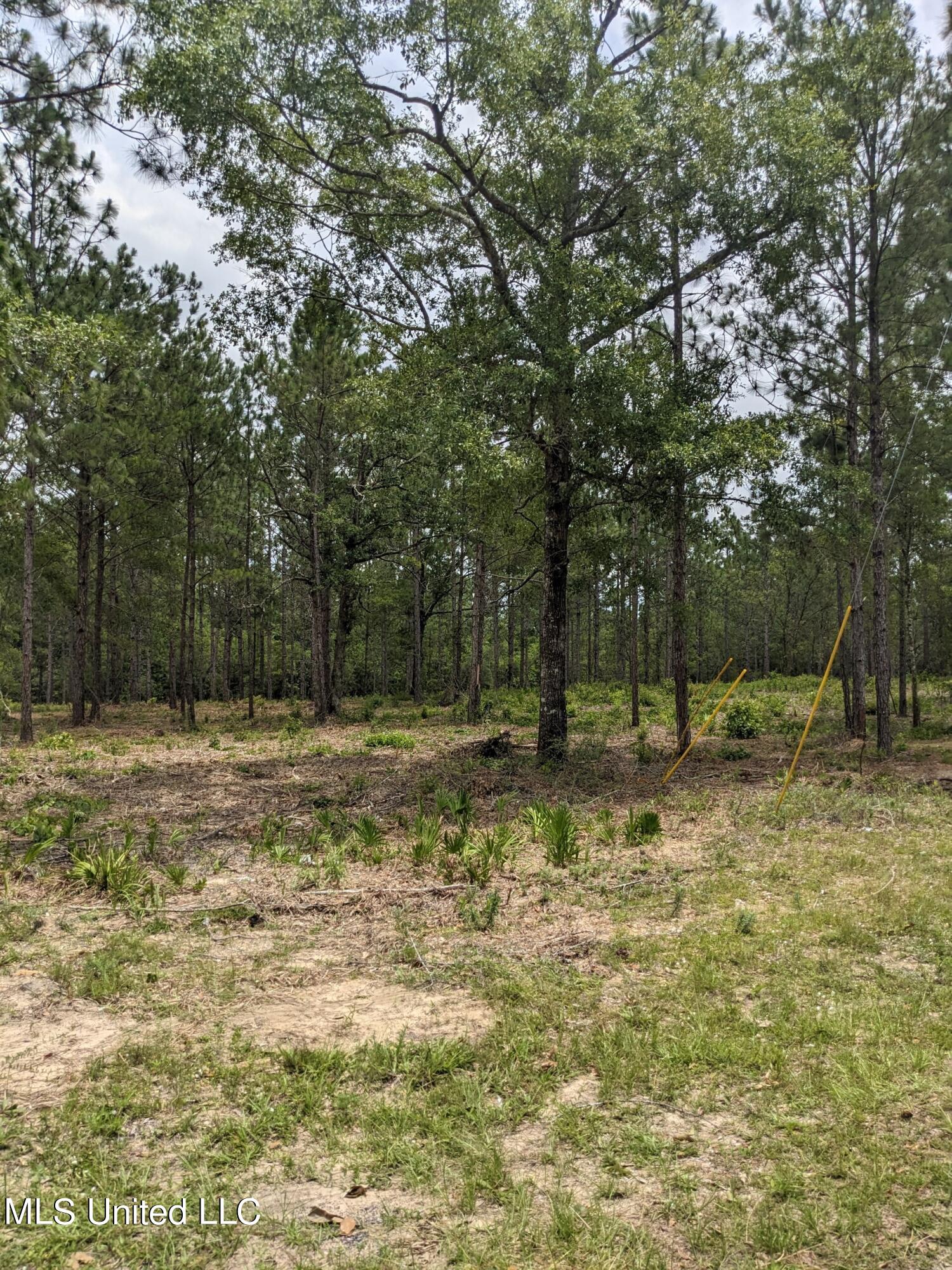 Tbd Standard Cemetery Road, Kiln, Mississippi image 6