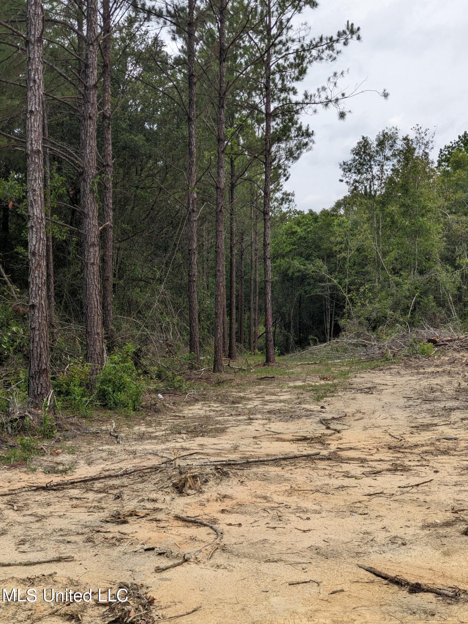 Standard Cemetery Road, Kiln, Mississippi image 3