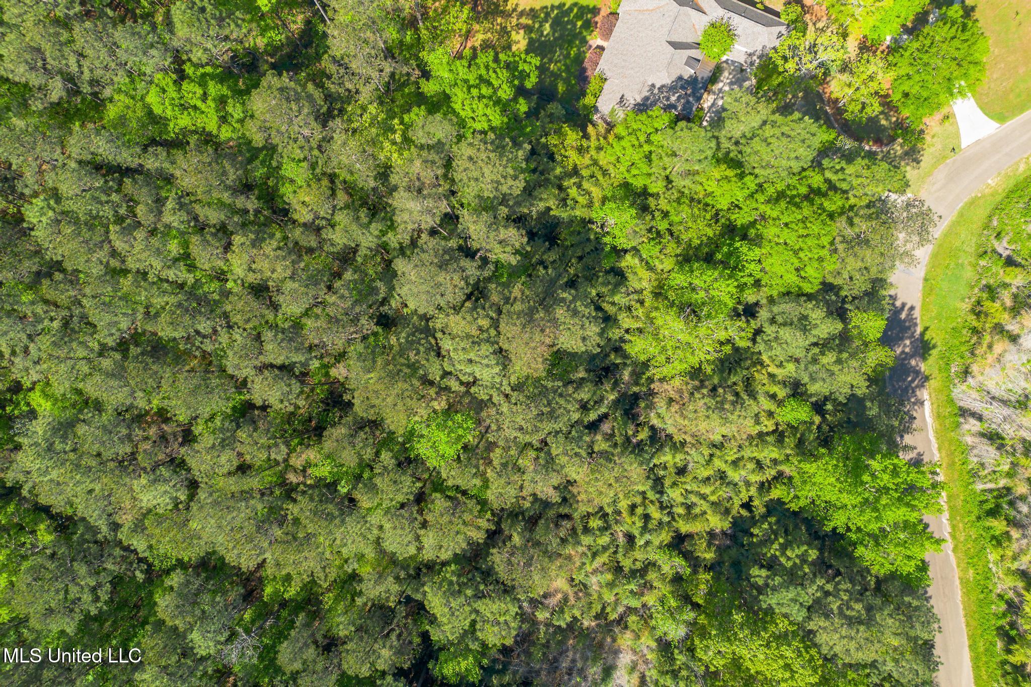 00 Steep Hollow, Hattiesburg, Mississippi image 3