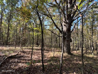 Perry Chapel Road, Ashland, Mississippi image 8