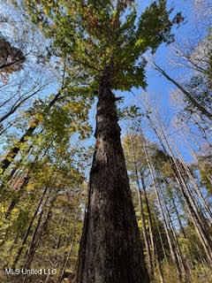 Perry Chapel Road, Ashland, Mississippi image 2