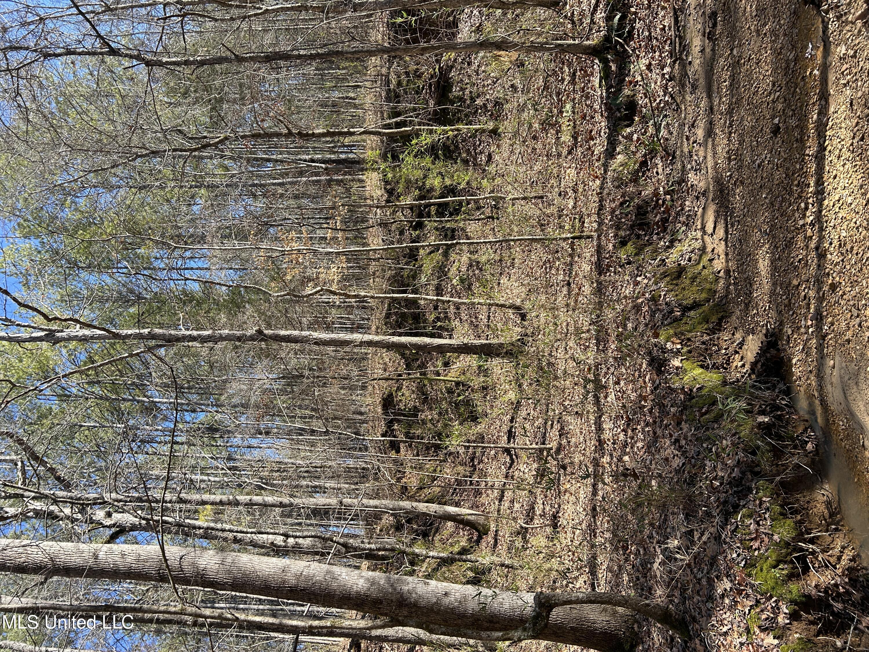 Phillips Road, Cruger, Mississippi image 15