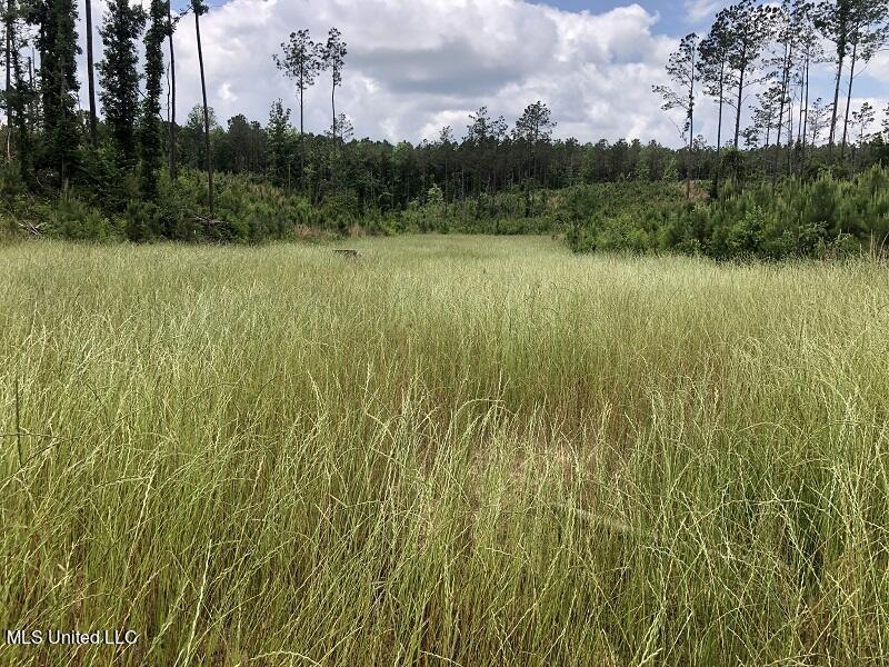 4202 Country Road, Sallis, Mississippi image 1