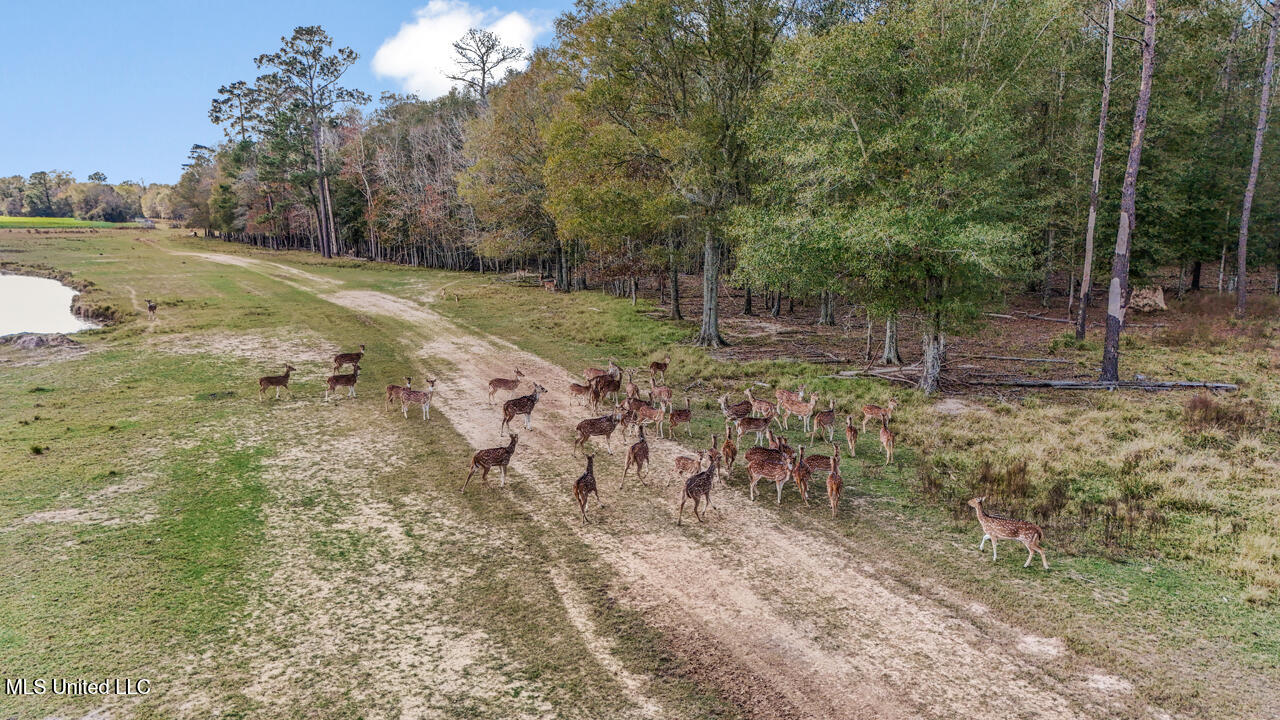 287 Ahrens Lane, Basile, Louisiana image 23