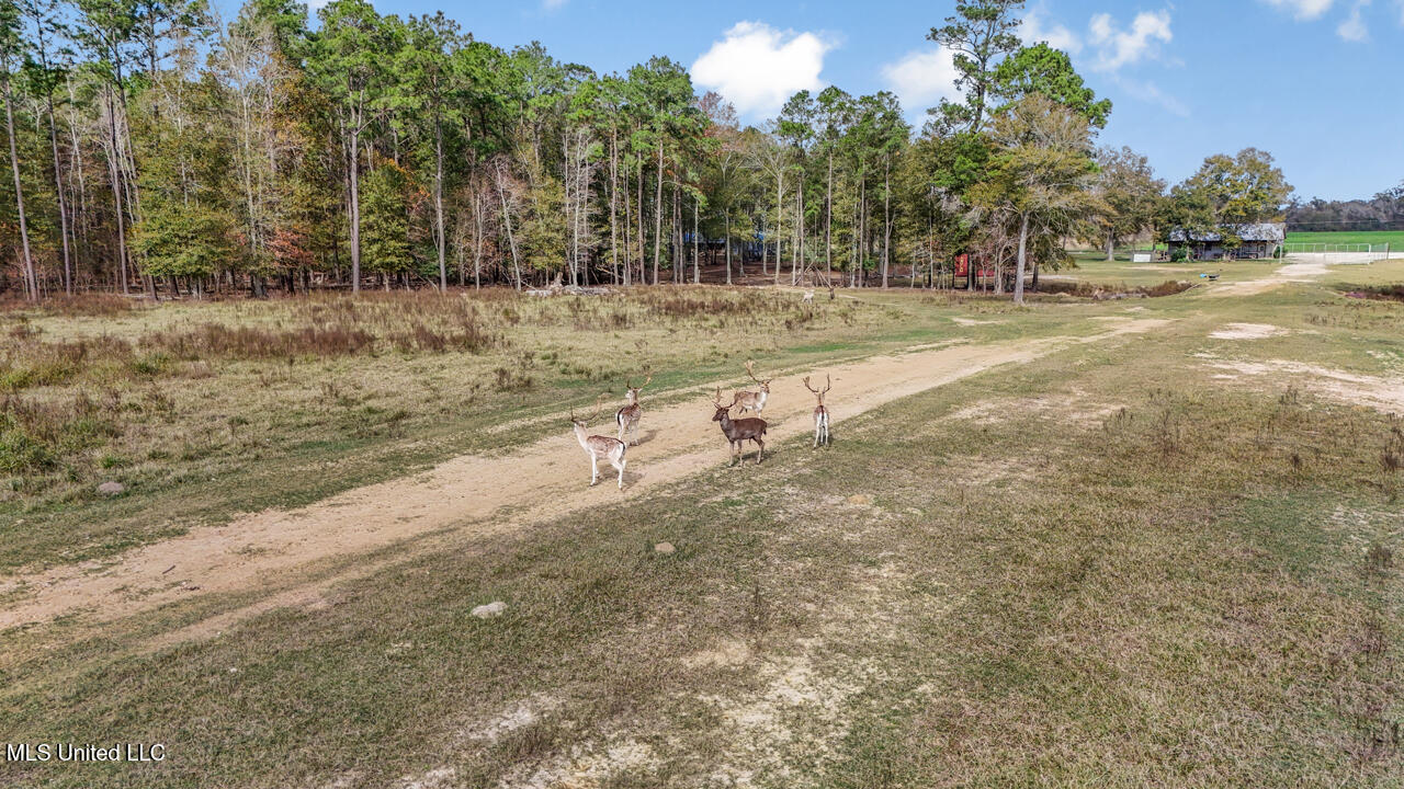 287 Ahrens Lane, Basile, Louisiana image 21