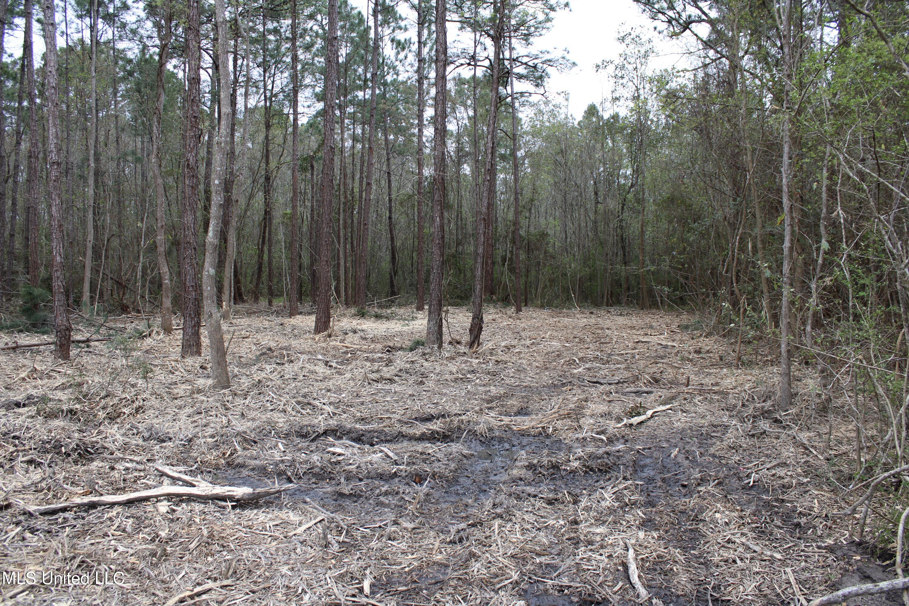 Brodnax Road, Ocean Springs, Mississippi image 3