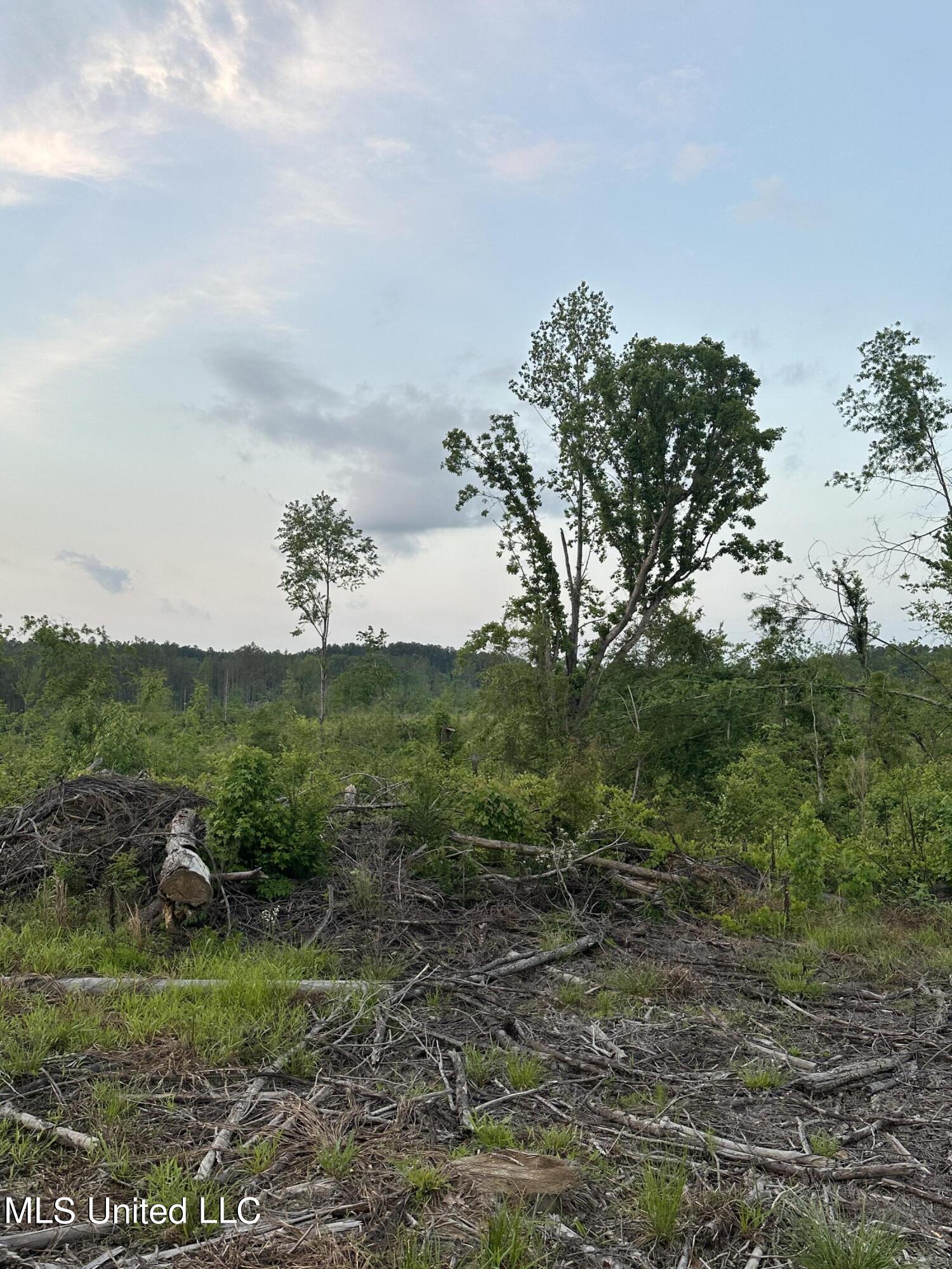 Pleasant Ridge Road, Lexington, Mississippi image 2