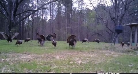 Vacant Land For Sale - Green Door Road<br/> Eupora, MS 39744